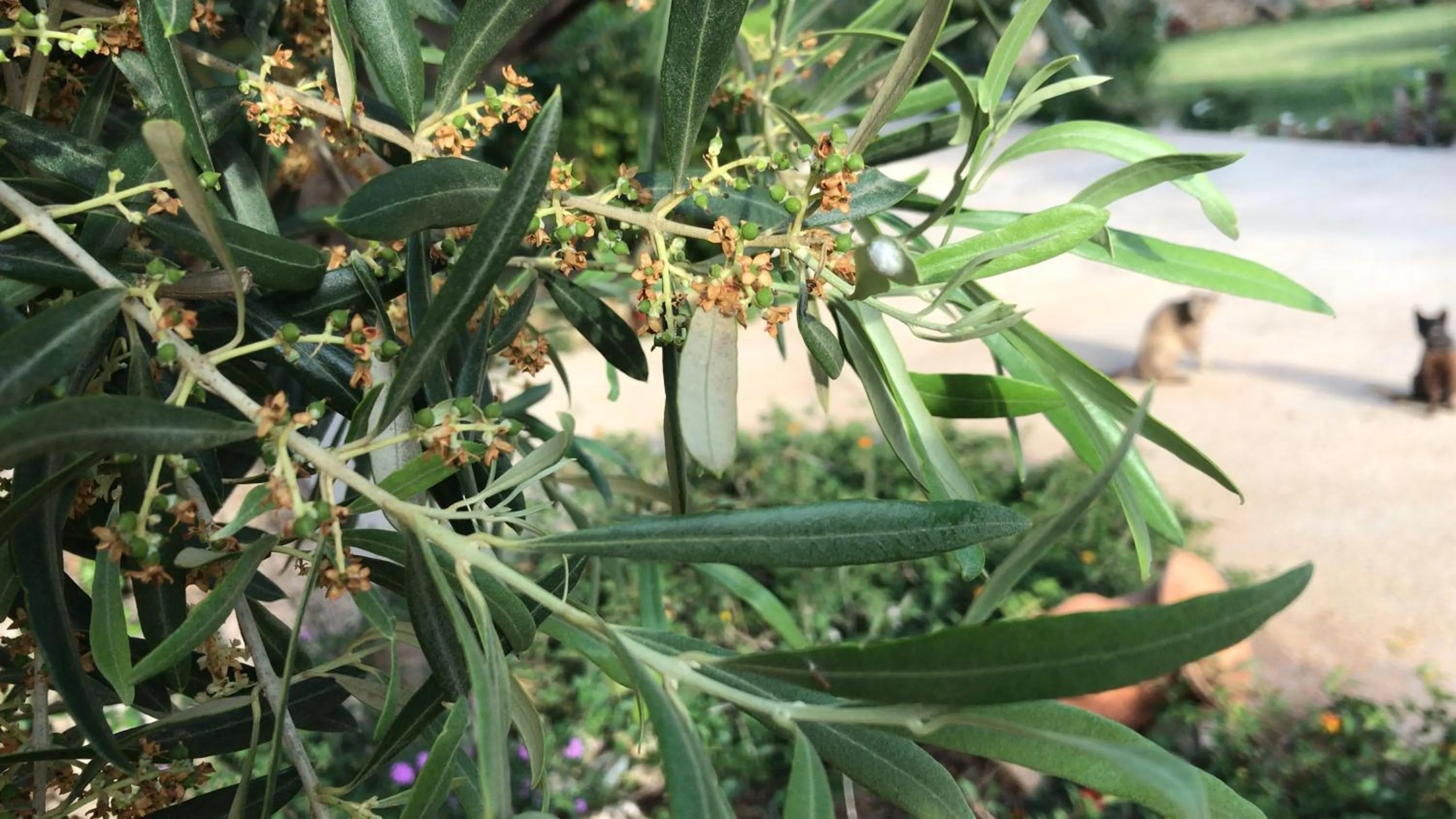 Abbraccio del Carrubo