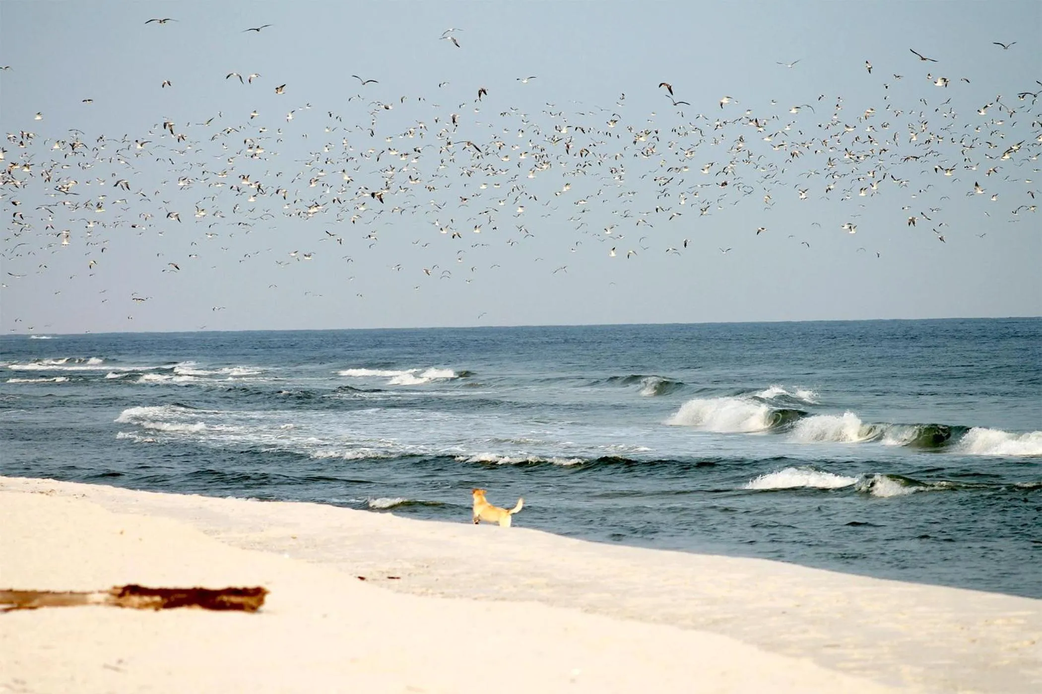 Beach in Beach'n'Sea Wohnung 1