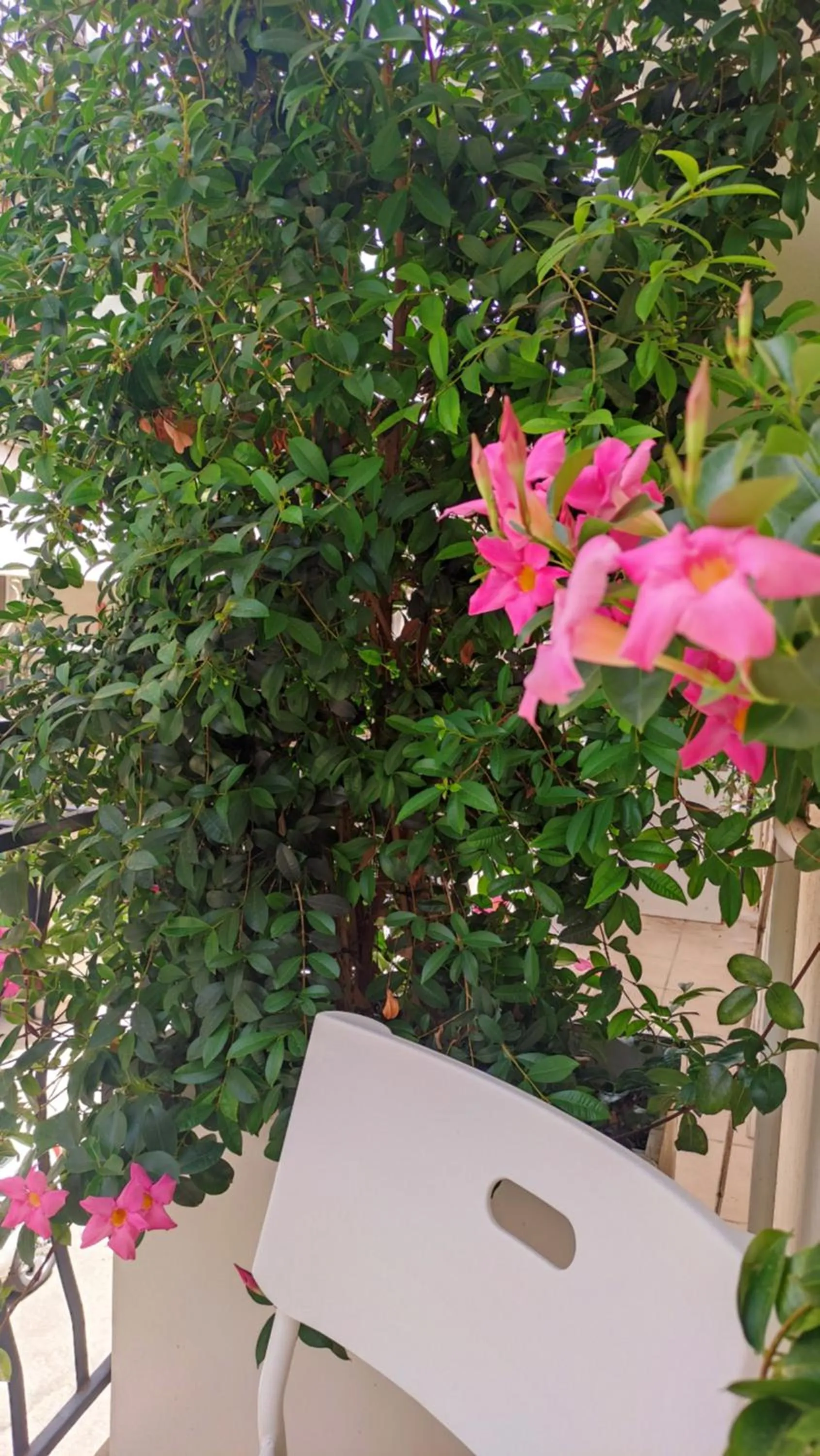 Balcony/Terrace in Dimora Francesca