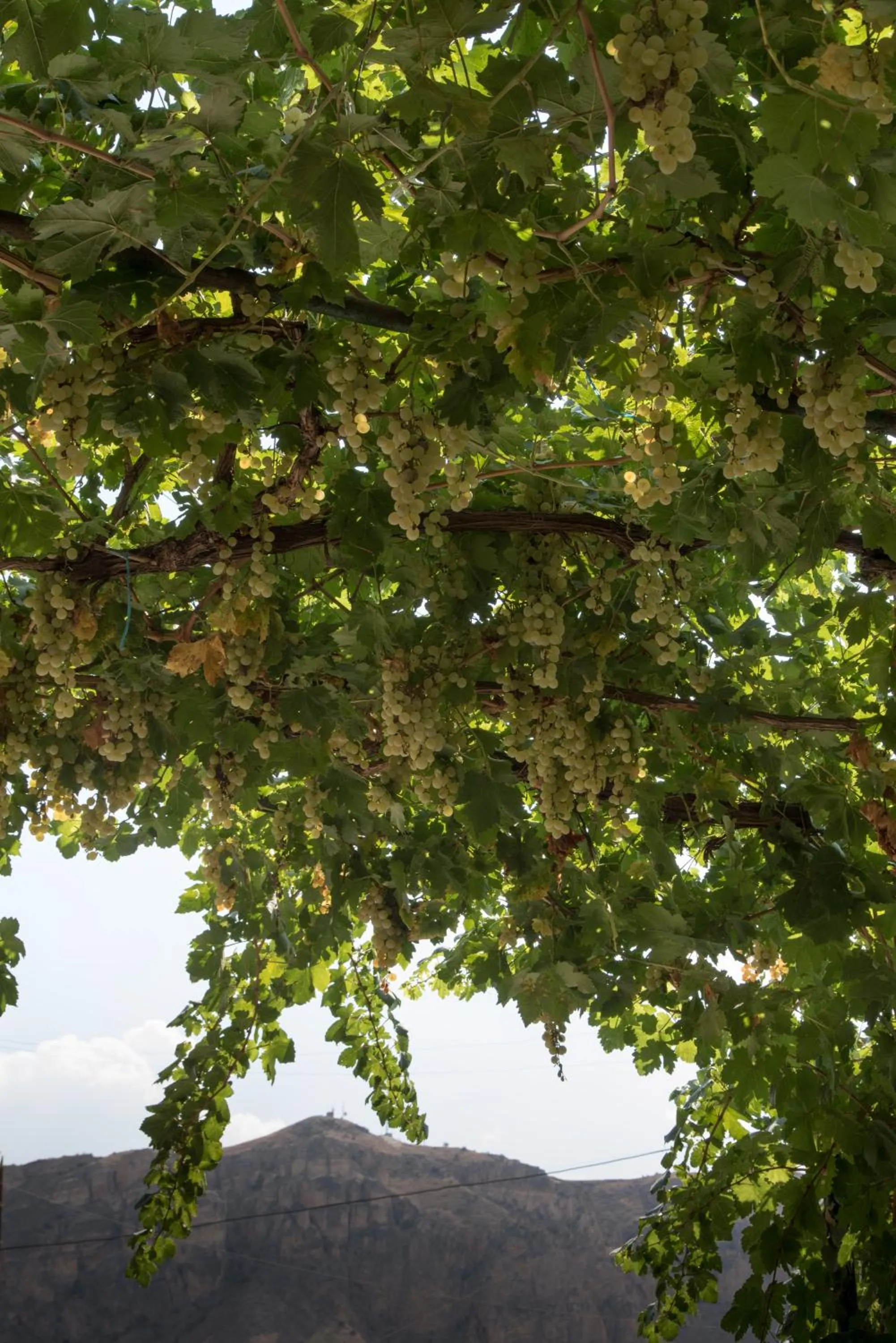 Natural landscape in Areni Wine Cellar