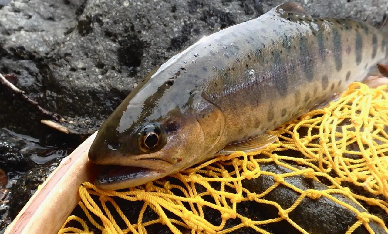 Oirase Guest house KEGETSU