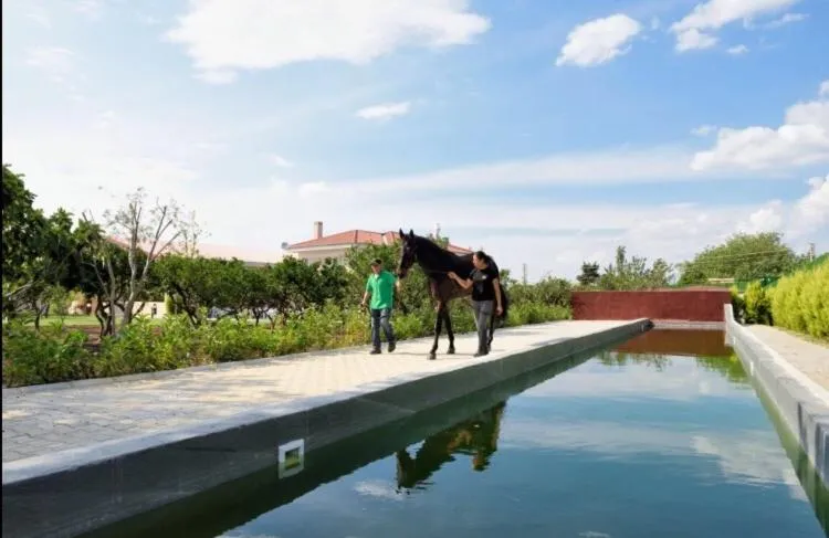 Animals in B. Equine Range Hotel