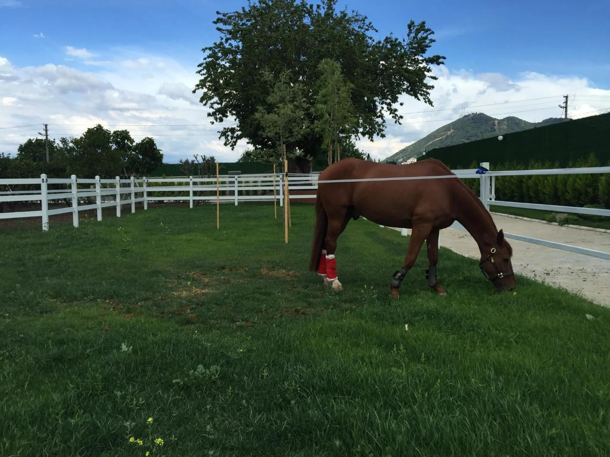 Animals in B. Equine Range Hotel