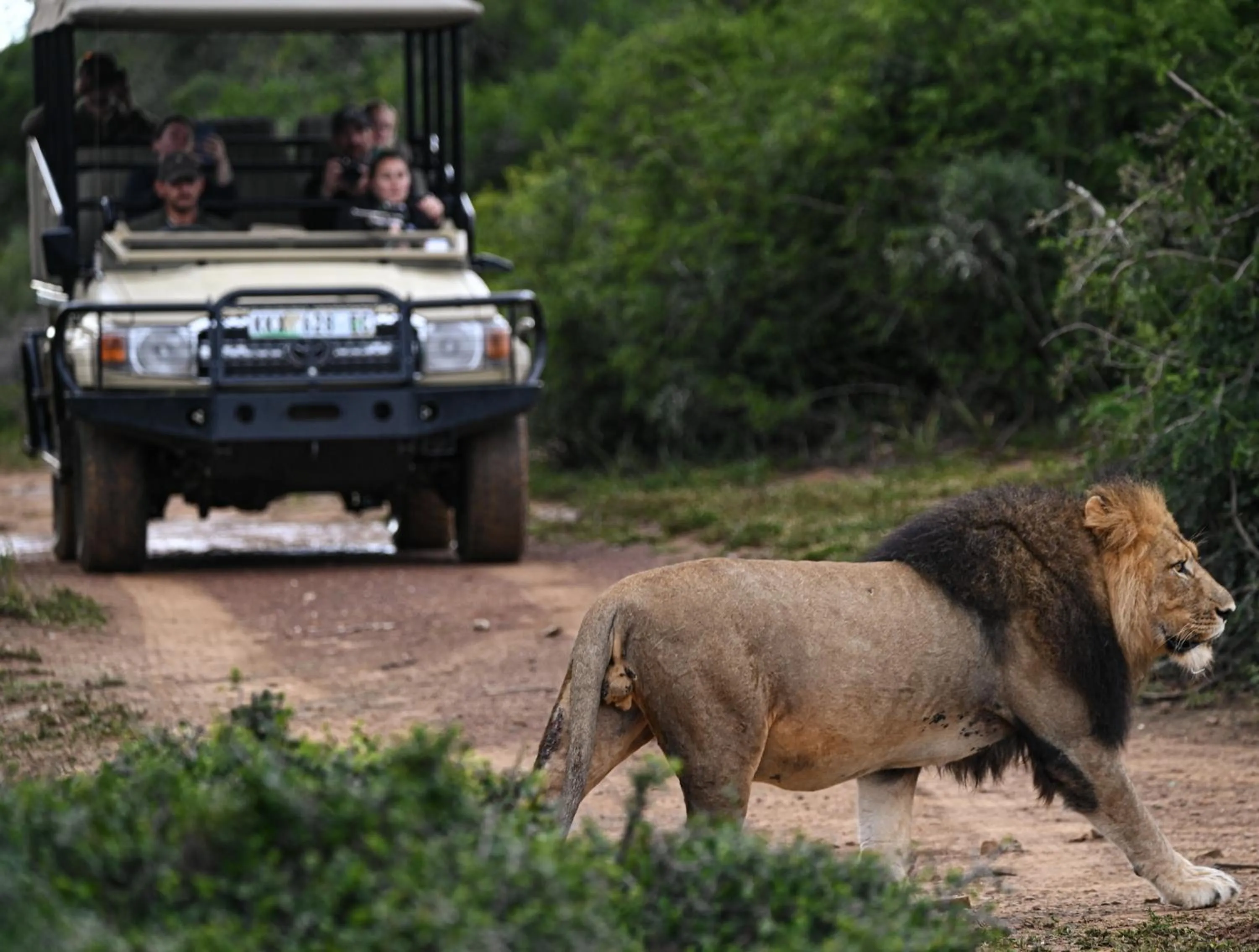 Day in Addo Elephant Safari Lodge - Bellevue Forest Reserve