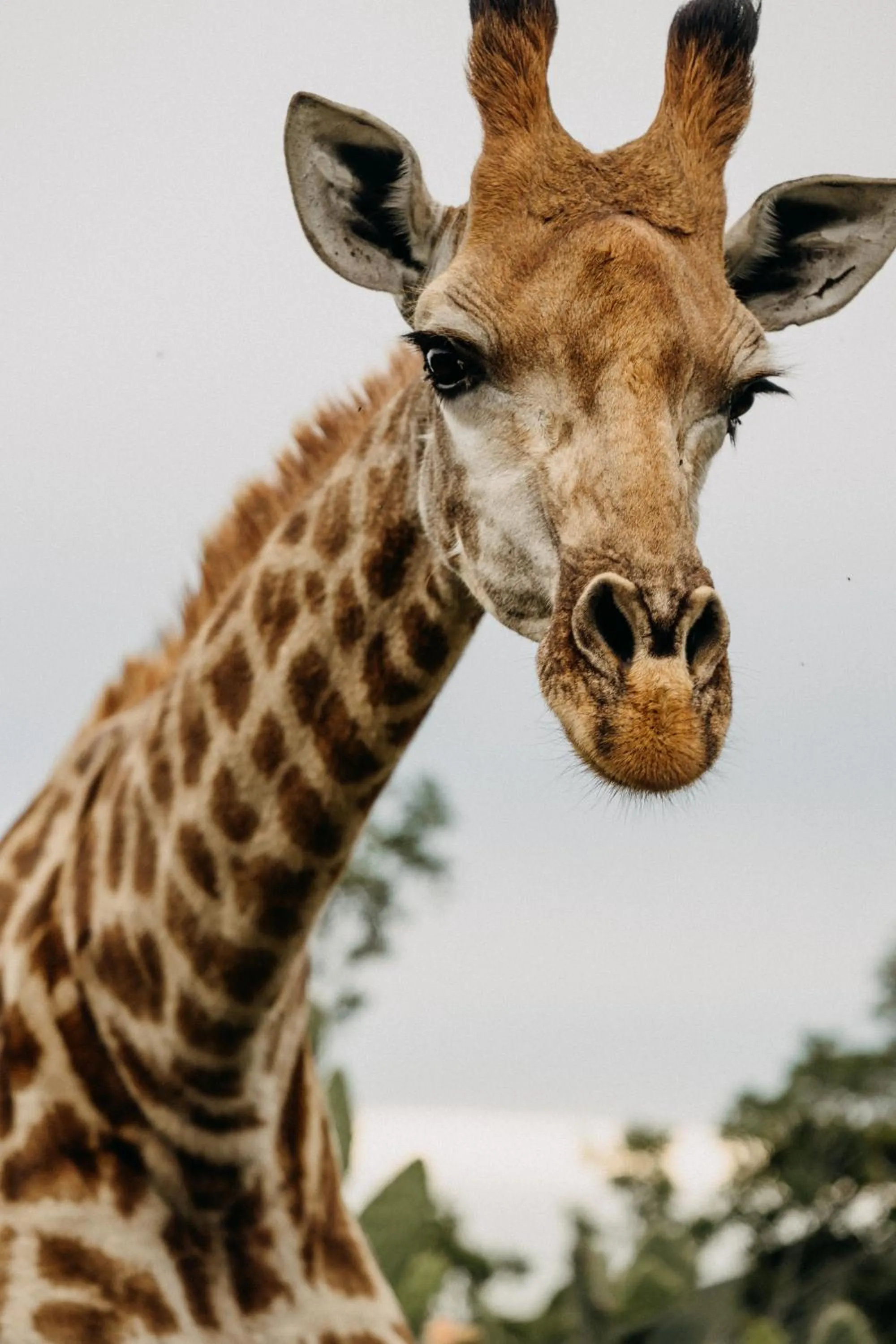 Animals in Addo Elephant Safari Lodge - Bellevue Forest Reserve