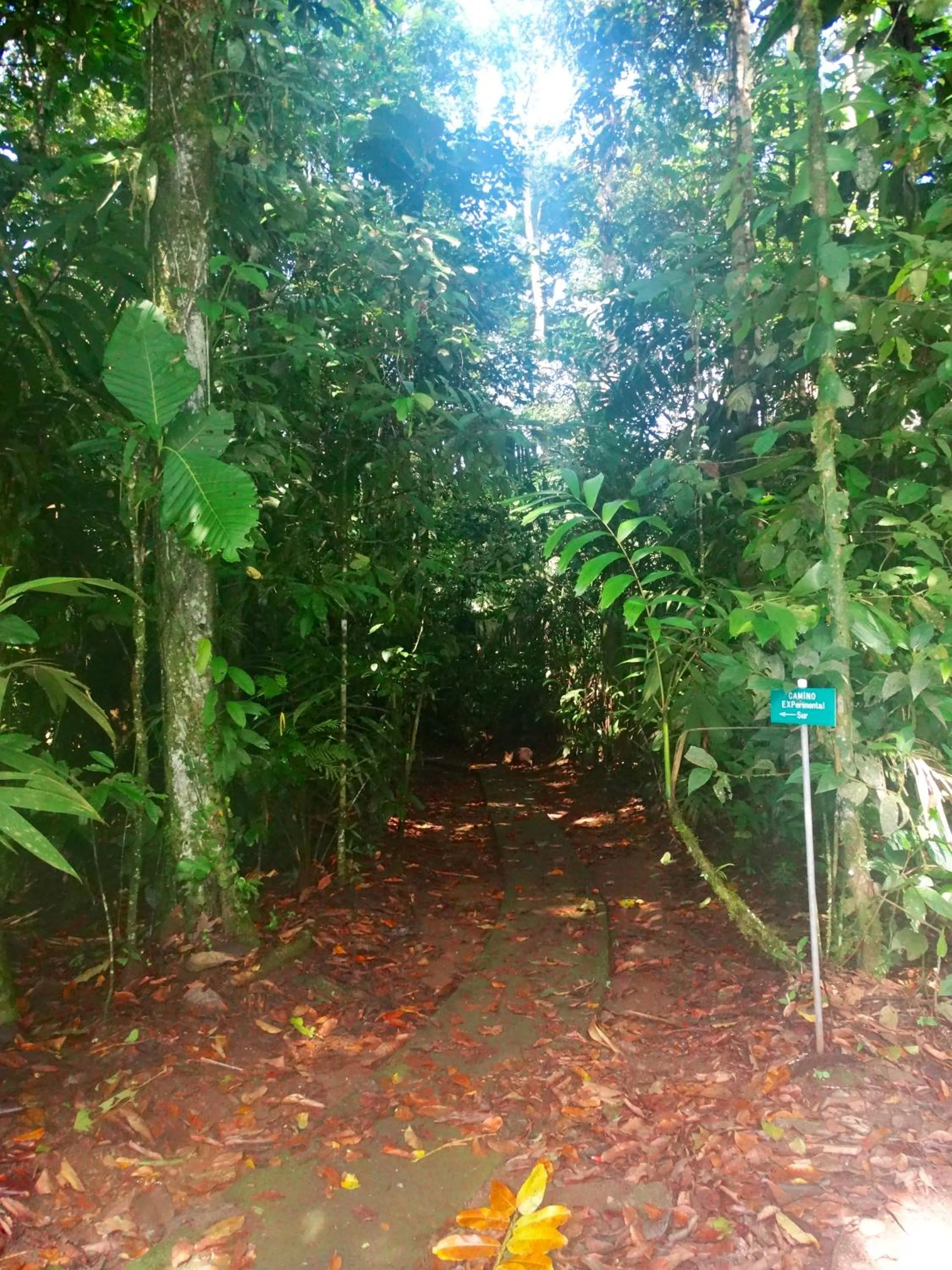 Garden in La Selva Biological Station