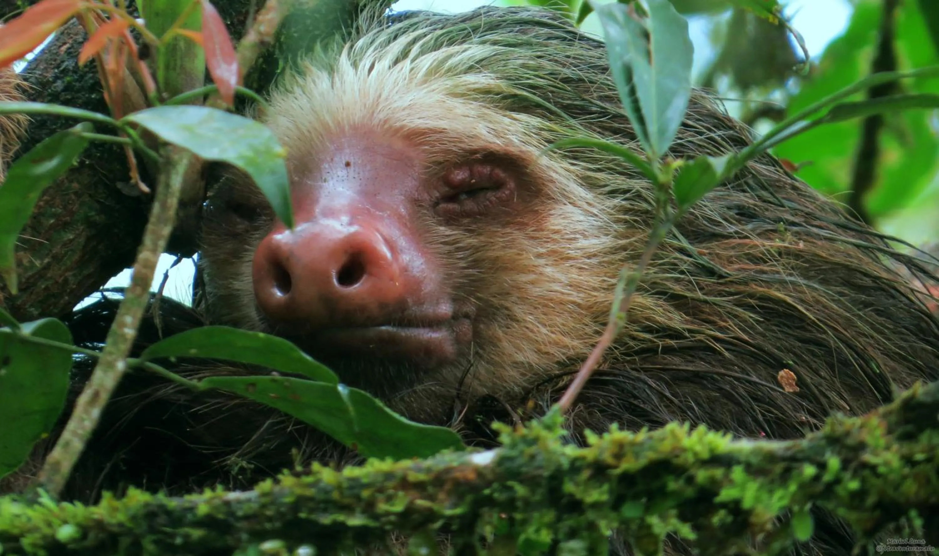 Natural landscape in La Selva Biological Station