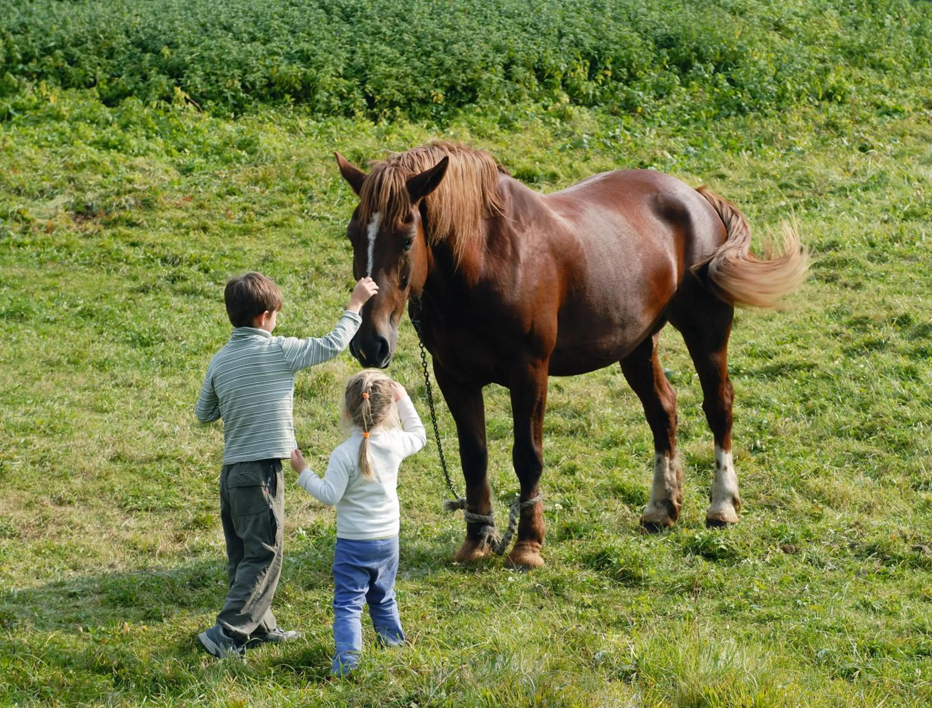 Animals in La Palma Polo Hotel - Airport Area
