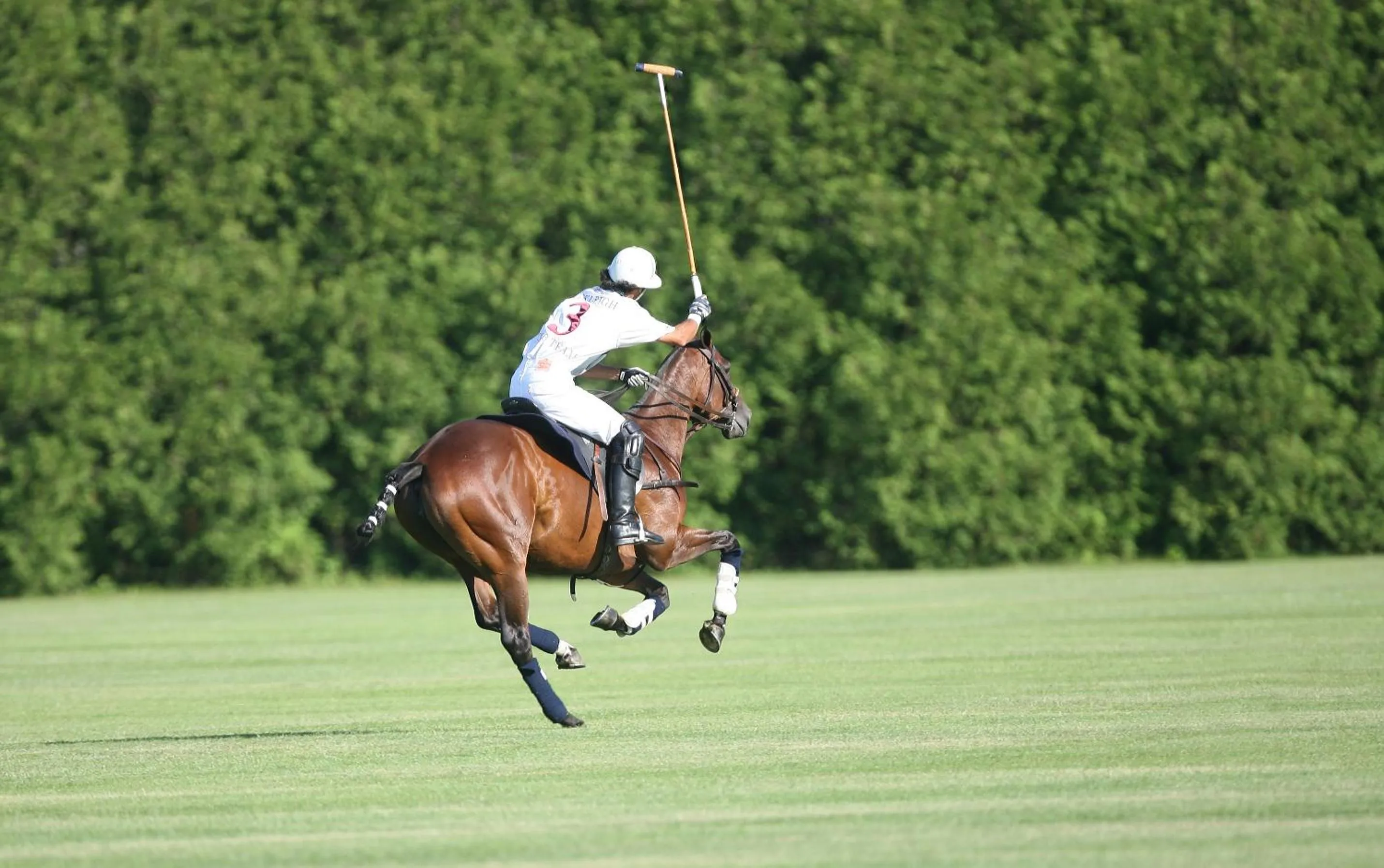 Animals in La Palma Polo Hotel - Airport Area
