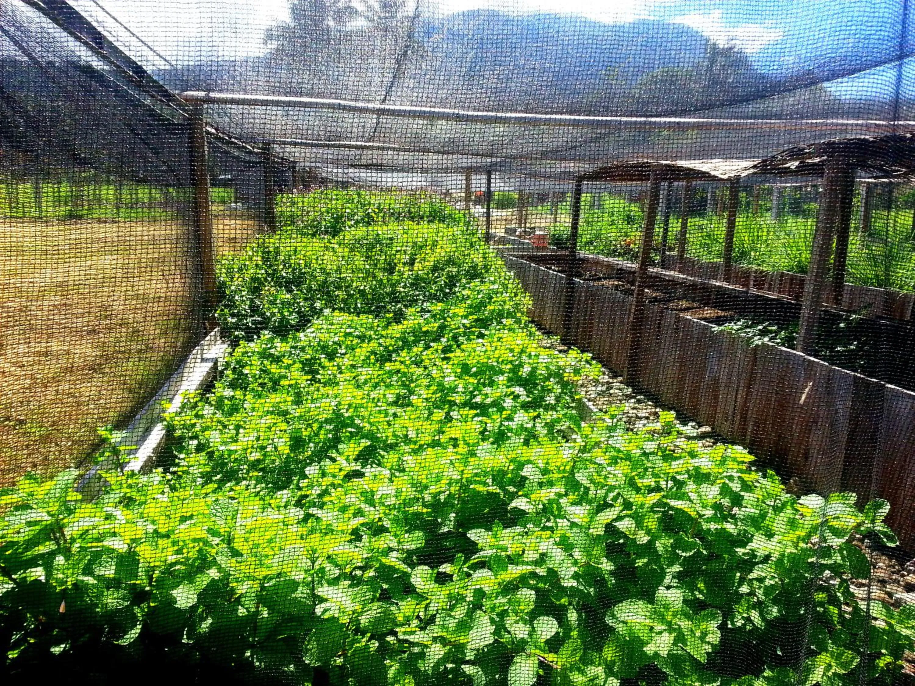 Garden view in Guerrera Rice Paddy Villas