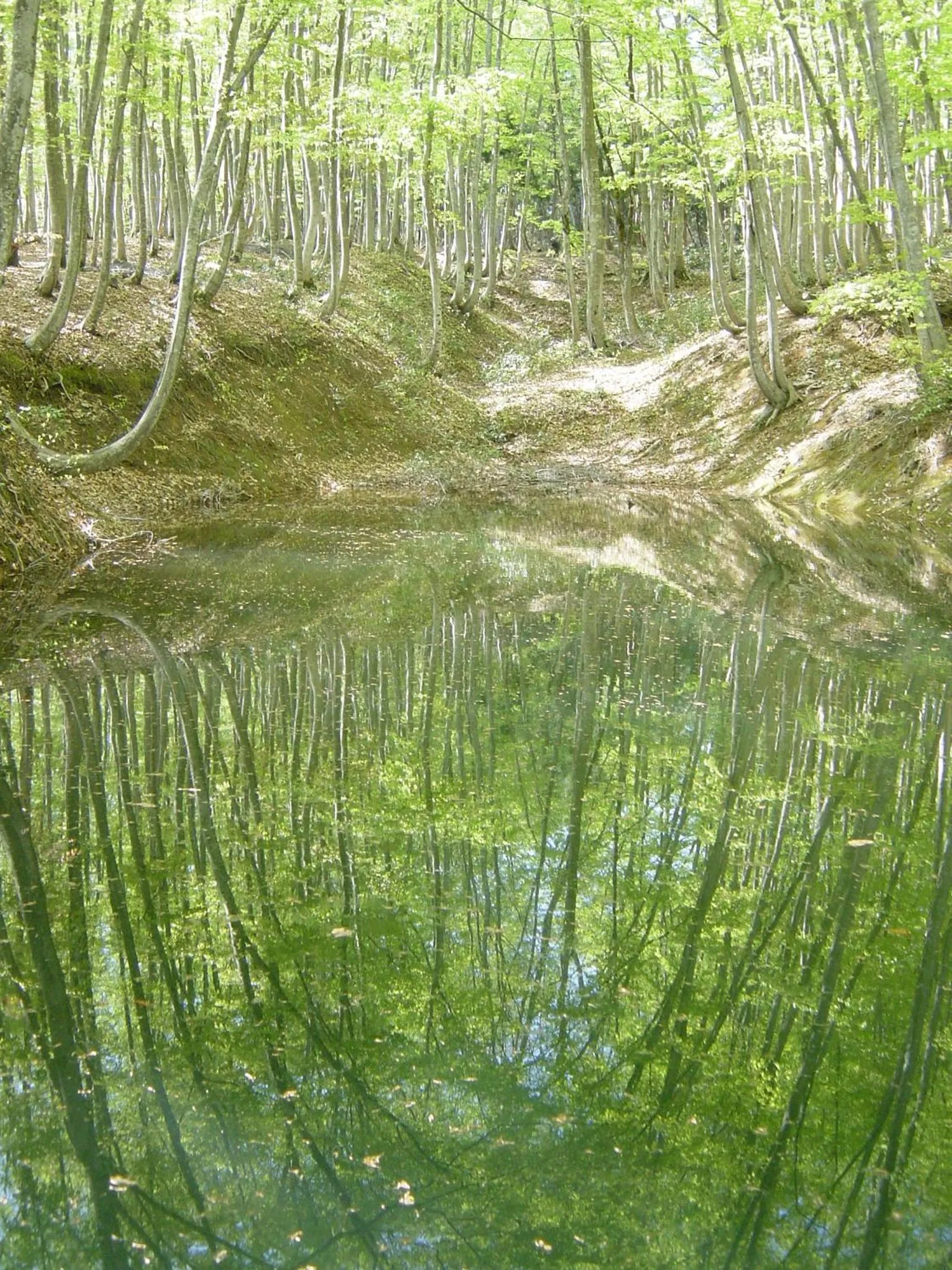 Natural landscape in Hotel Kinomezaka