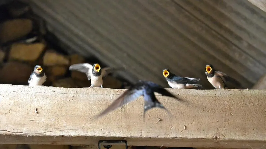Animals in Llety Farm