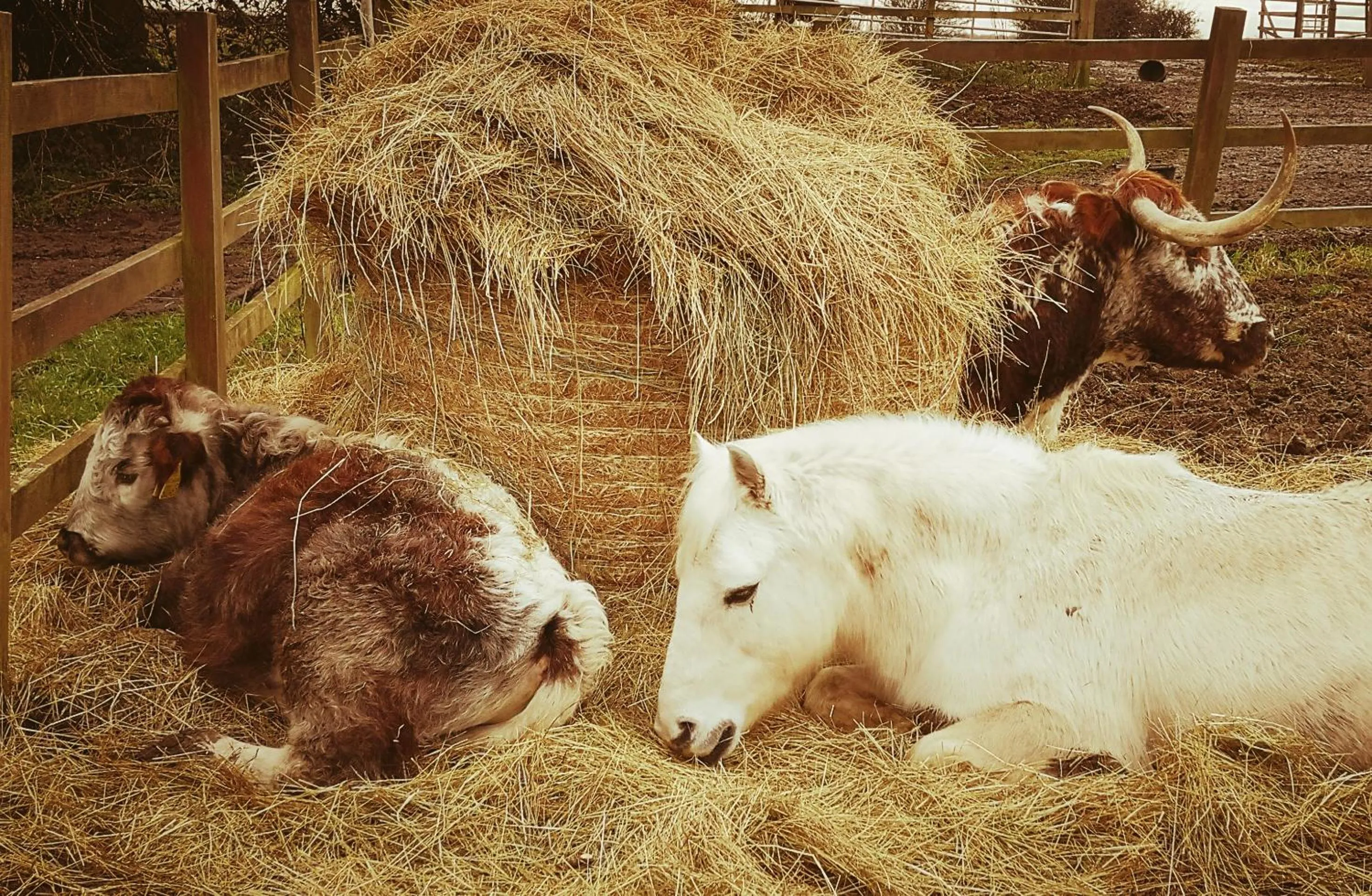 Area and facilities in Brampton Dales Farm