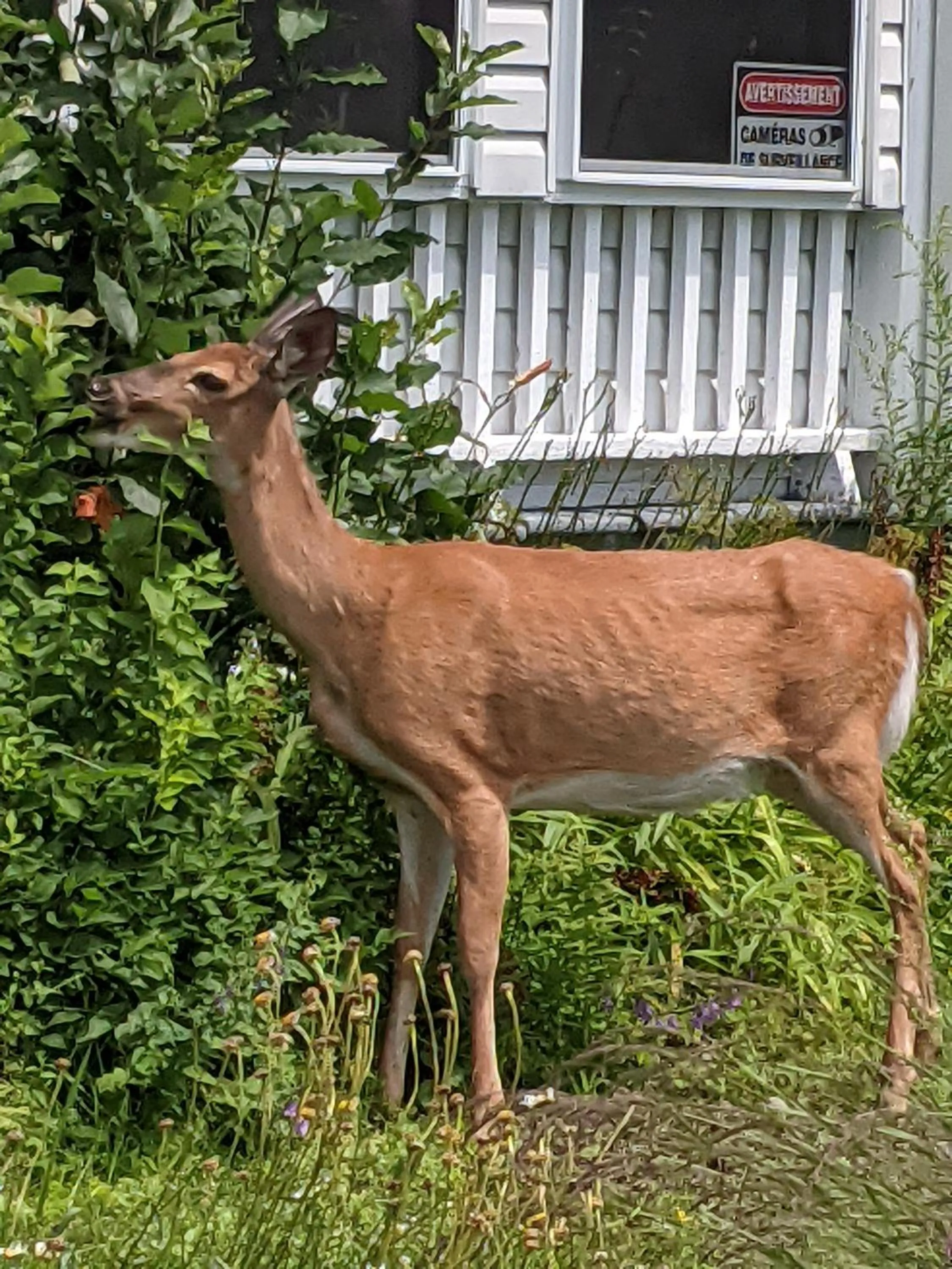 Garden in Auberge Clos-Joli