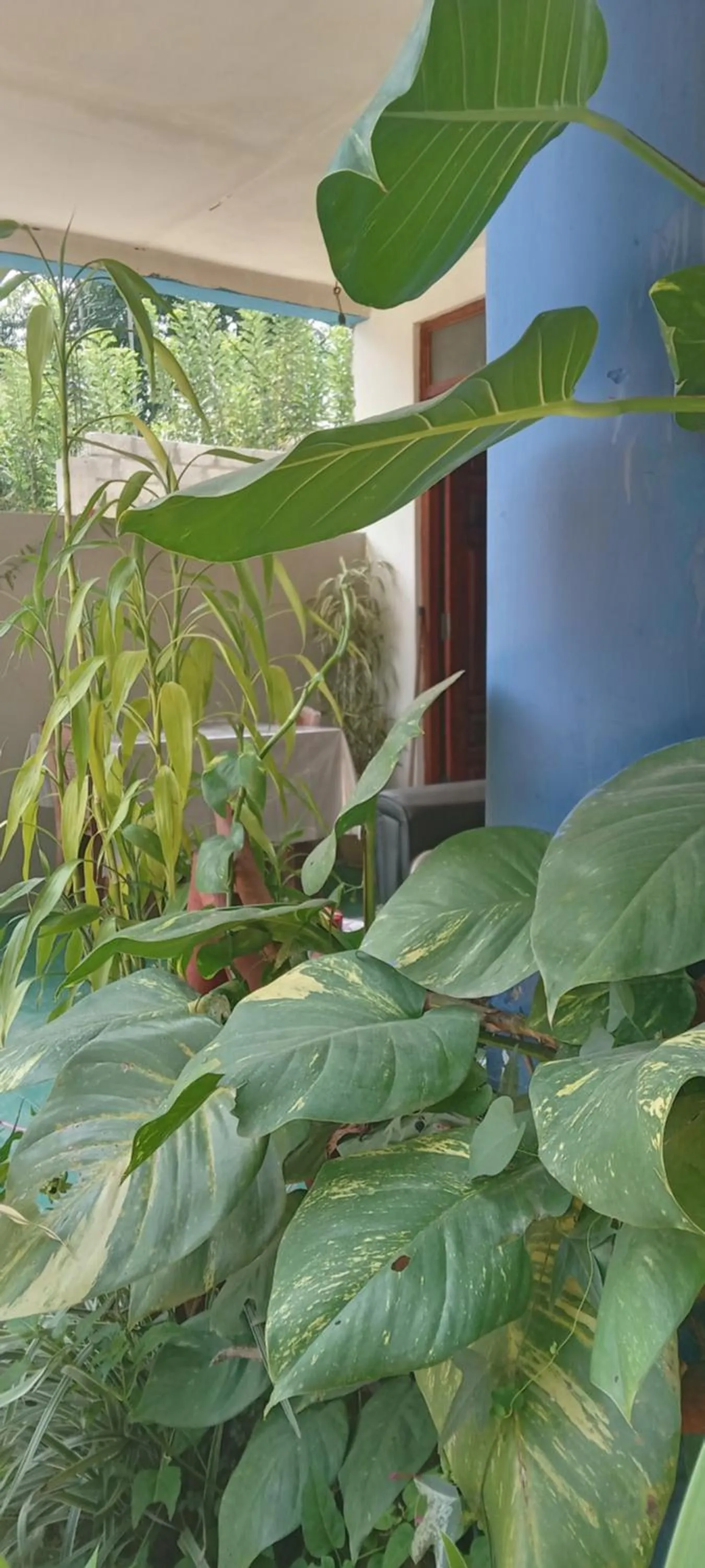 The Horizon Root Inn