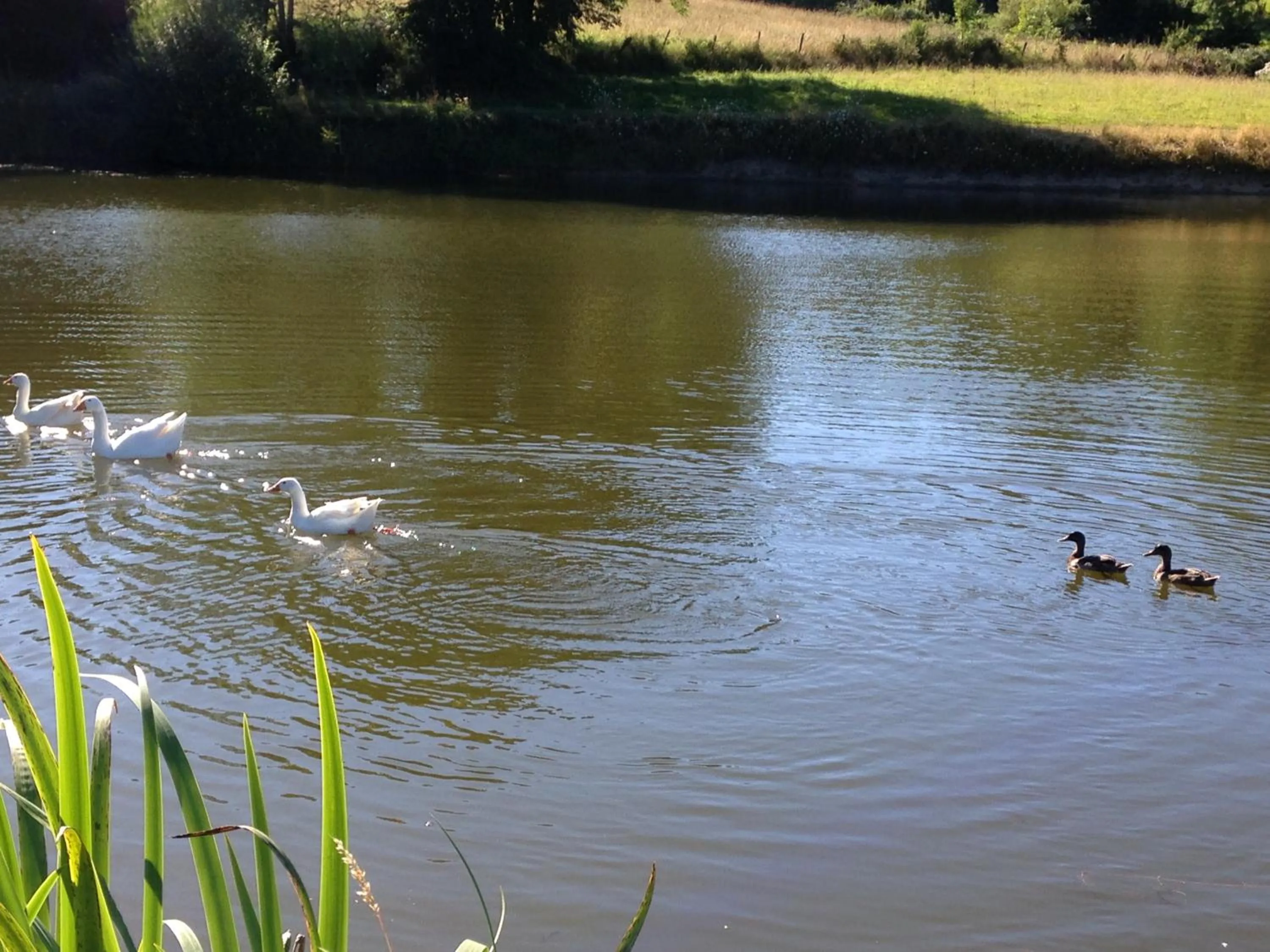 Animals in Relais des Chaux