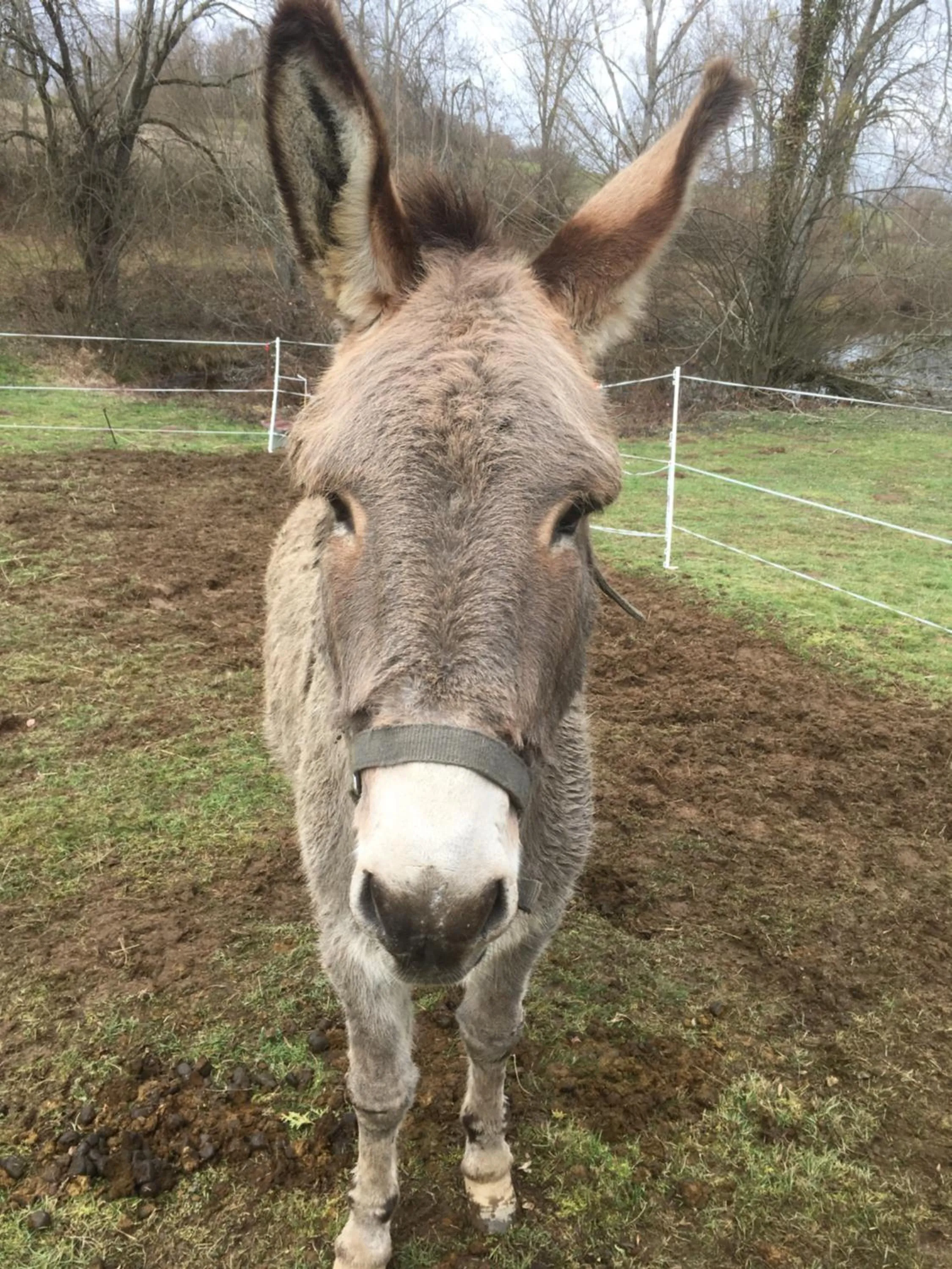 Animals in Relais des Chaux