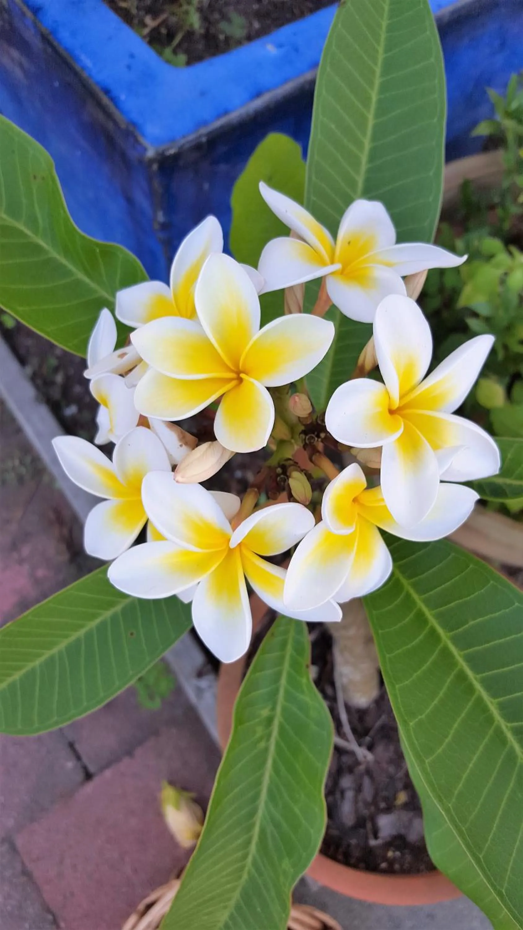 Property building in Seaport Village