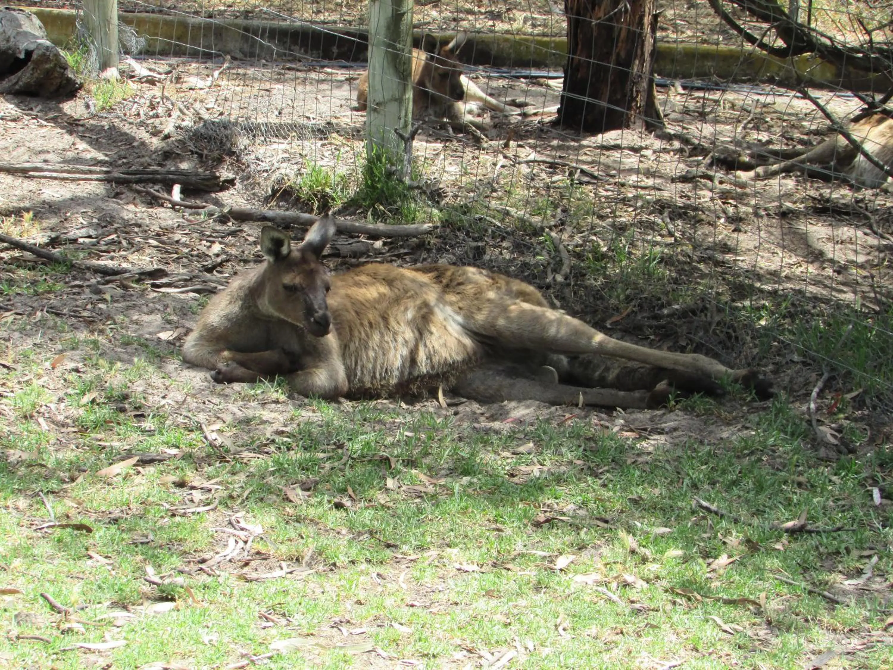 Animals in Lazy Days Cottage - Victor Harbor