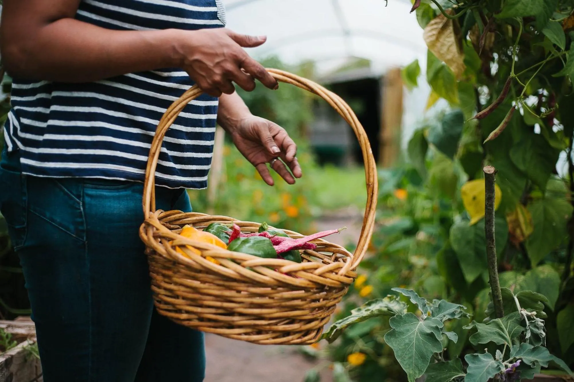 Food and drinks in Llan-Y-Coed Farm Stay