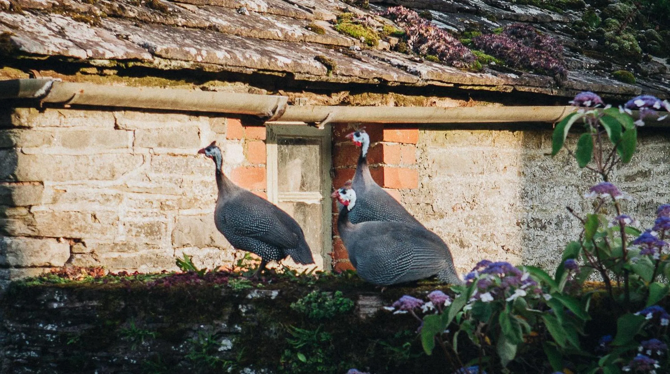 Animals in Llan-Y-Coed Farm Stay