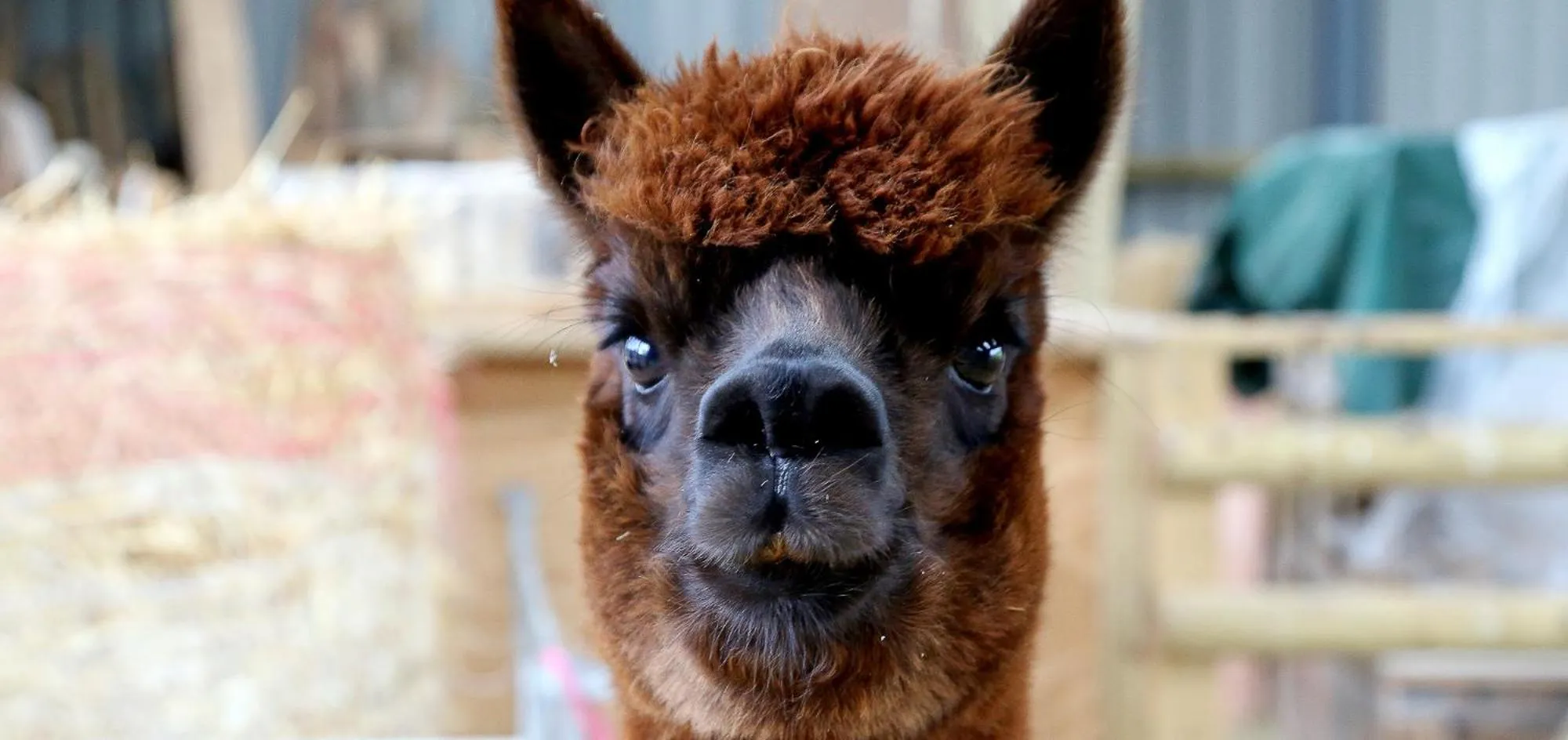 Activities in Llan-Y-Coed Farm Stay