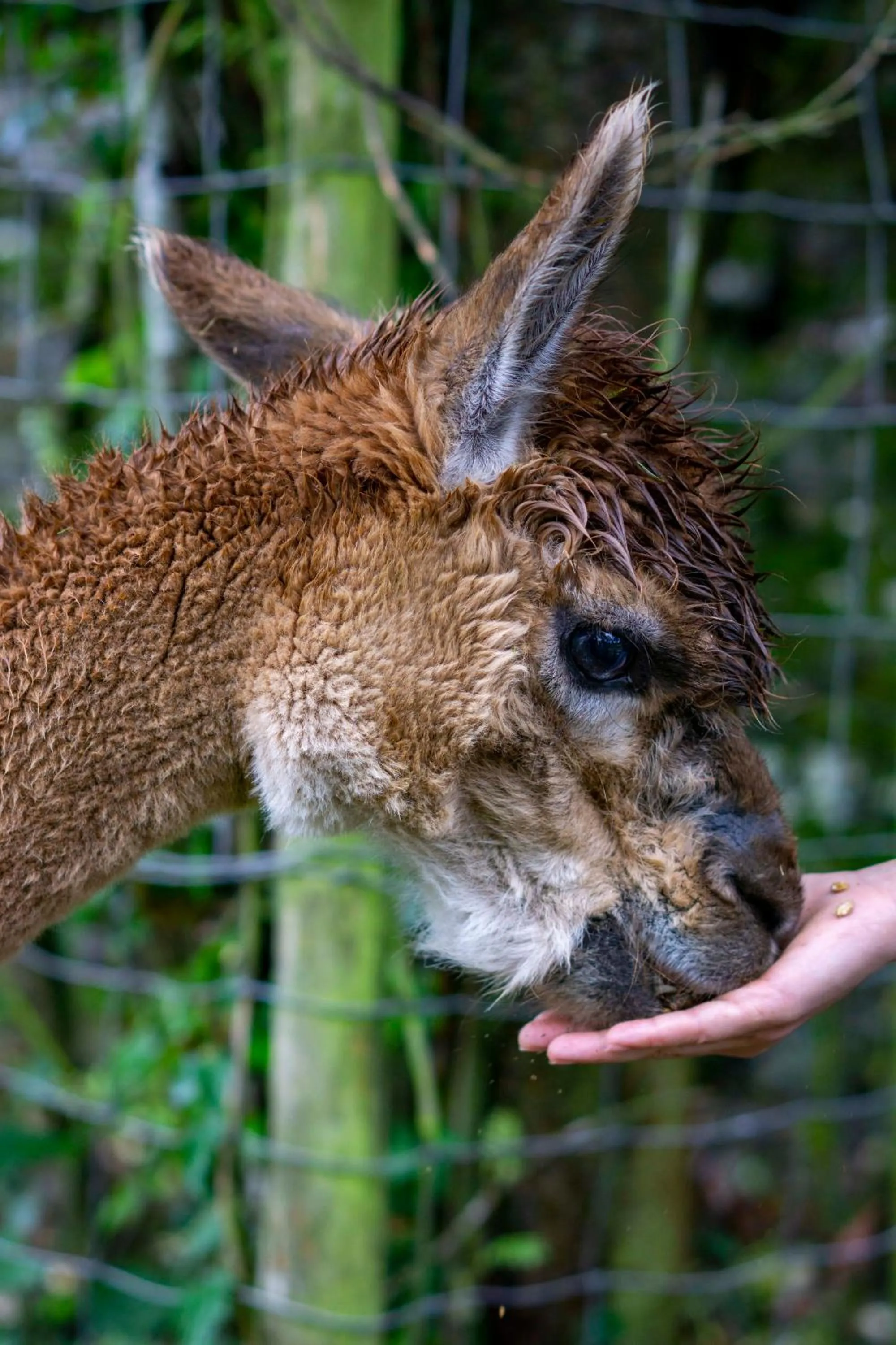 Llan-Y-Coed Farm Stay