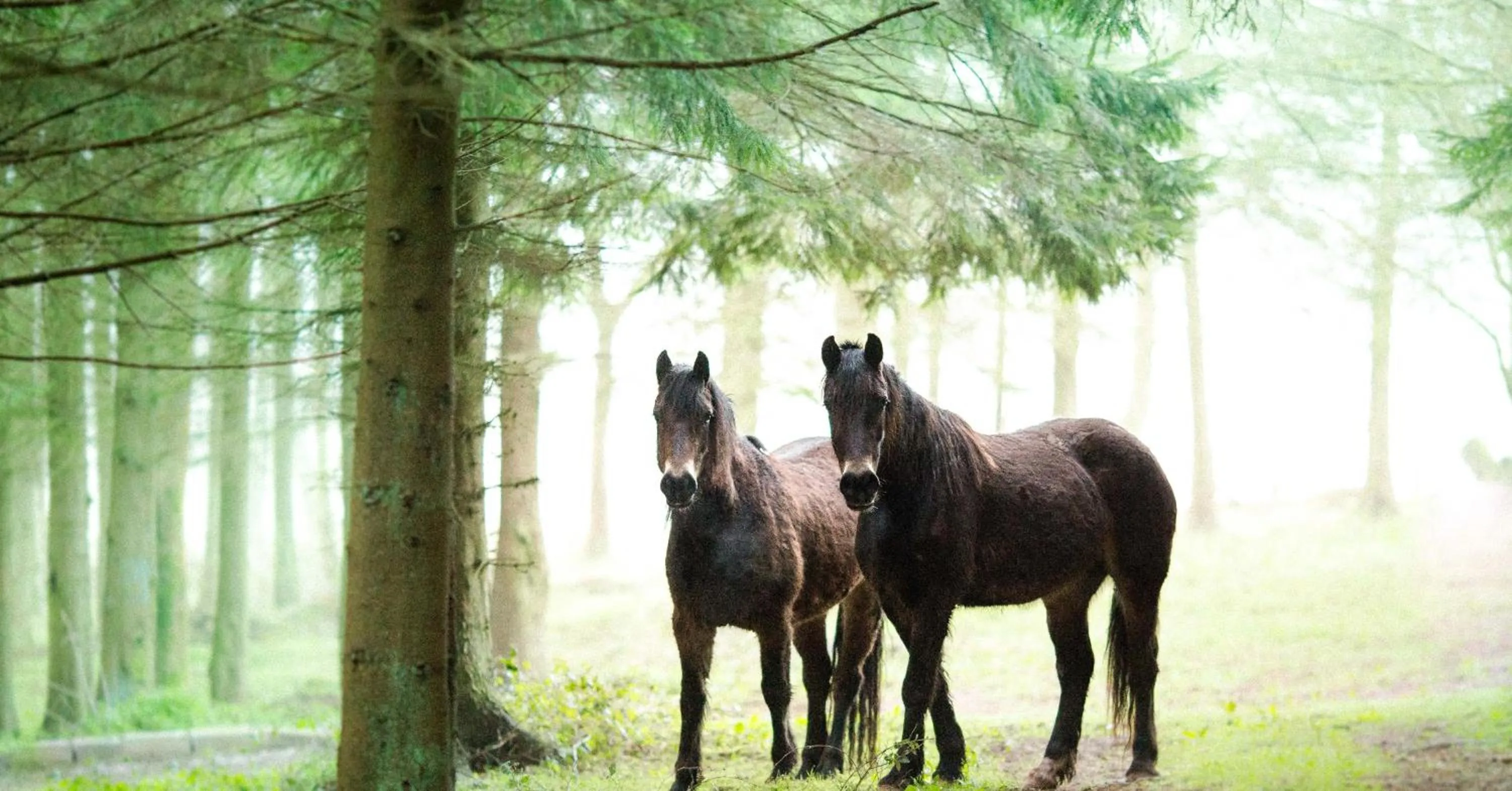 Activities in Llan-Y-Coed Farm Stay