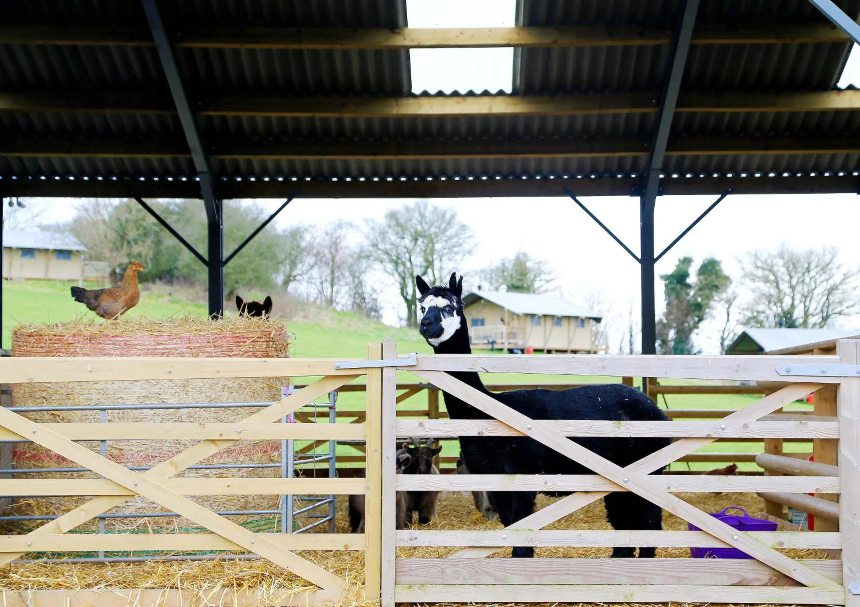 Animals in Llan-Y-Coed Farm Stay