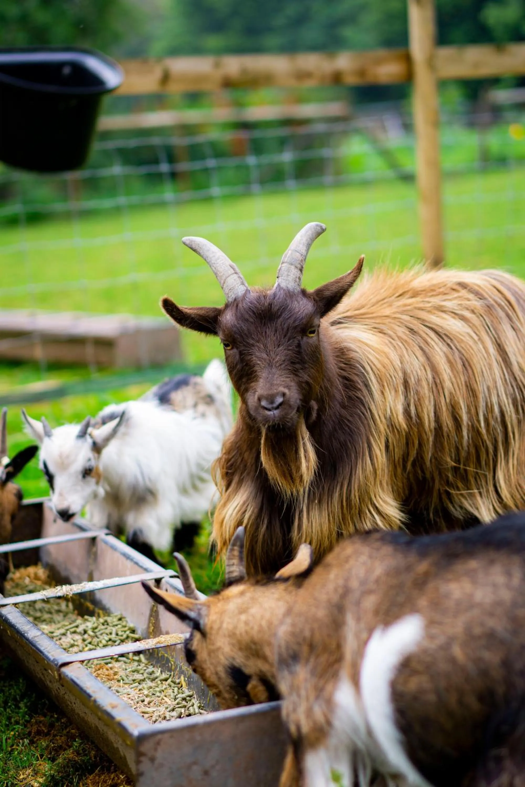 Llan-Y-Coed Farm Stay