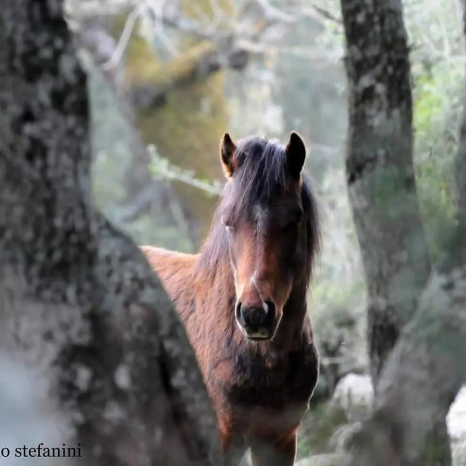 Casa Susanna Rural Sardinia