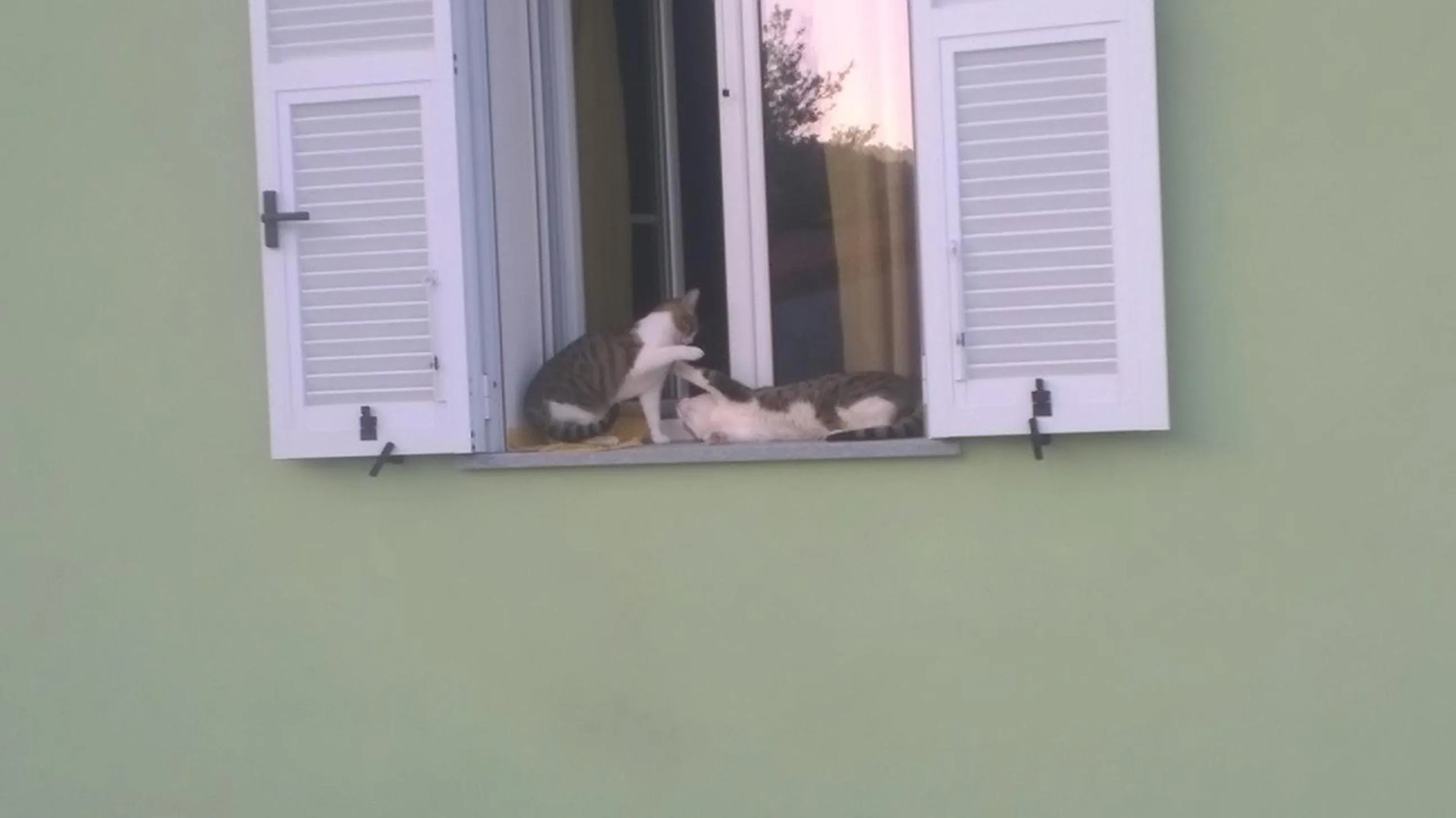 Pets in B&B Elfo degli Ulivi