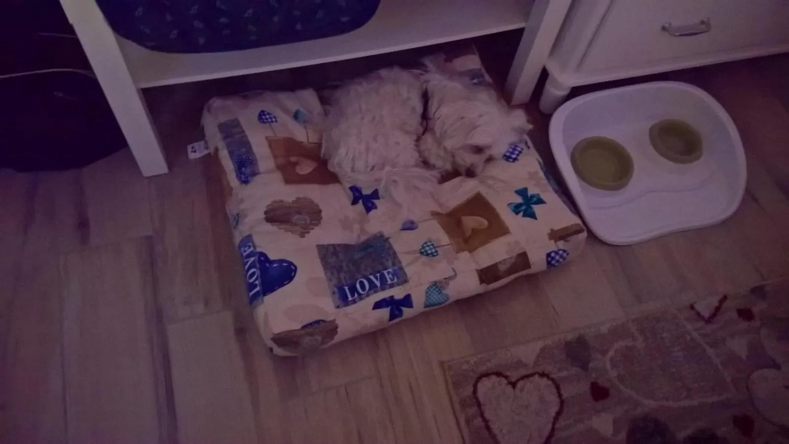 Pets in B&B Elfo degli Ulivi