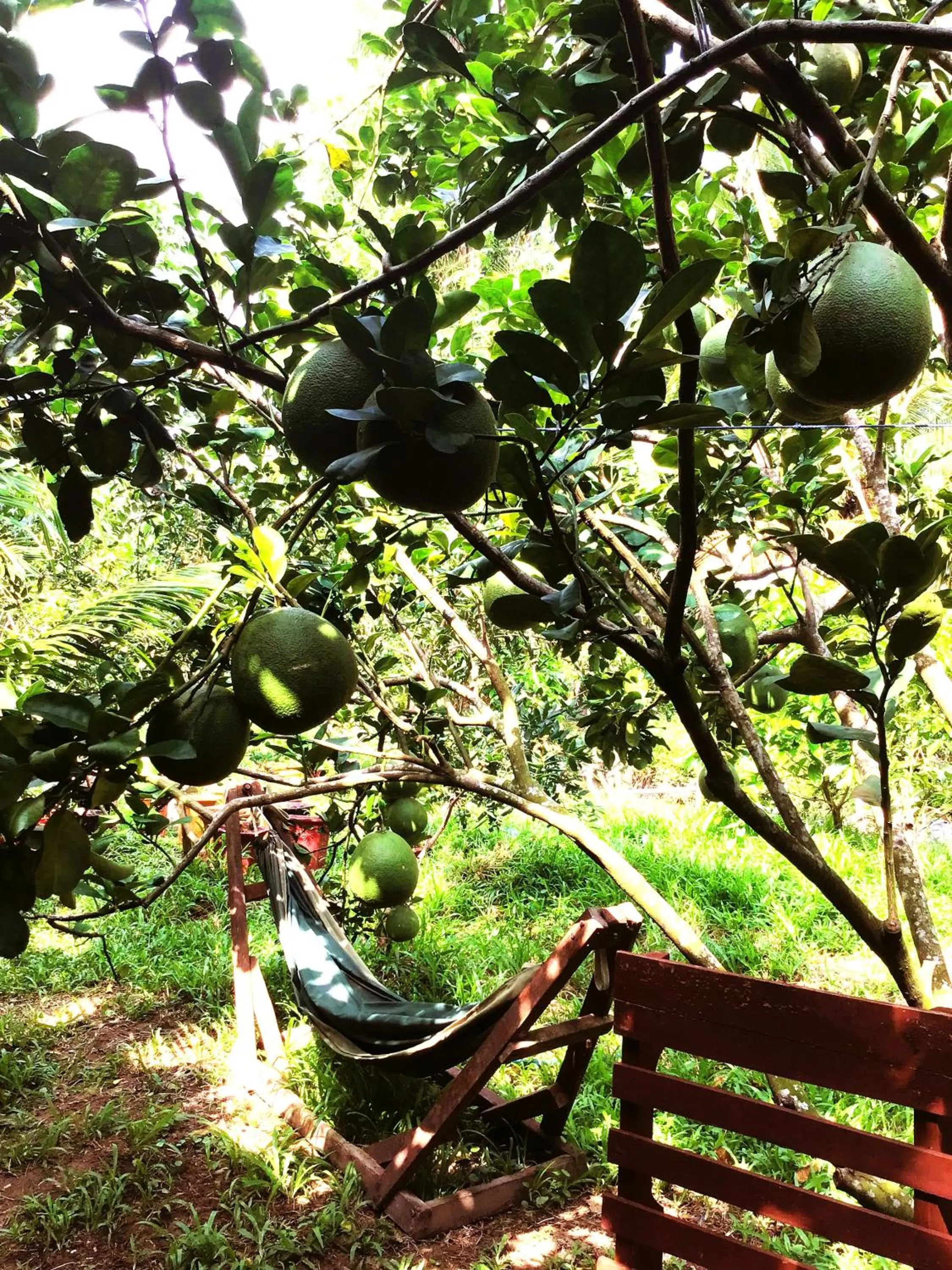 Restaurant/places to eat in Ben Tre Farm Stay