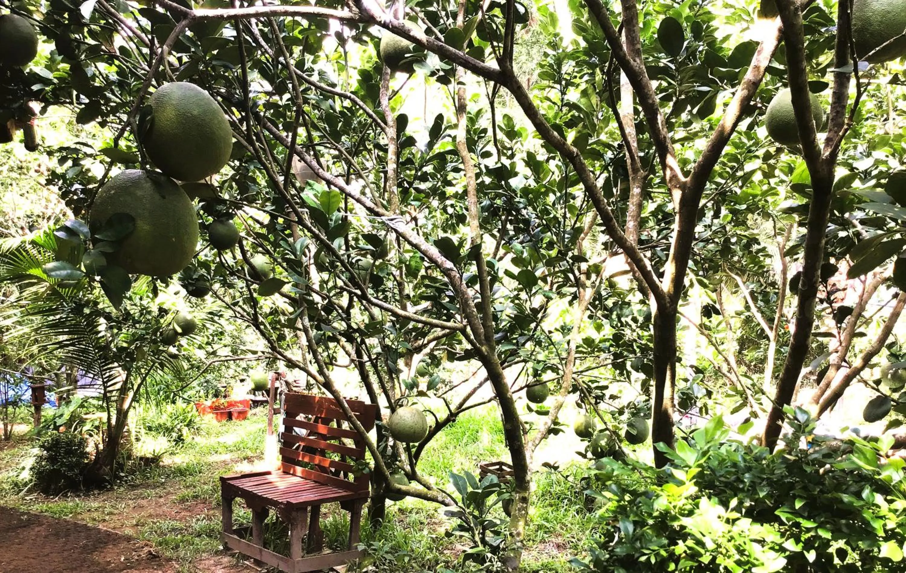 Restaurant/places to eat in Ben Tre Farm Stay