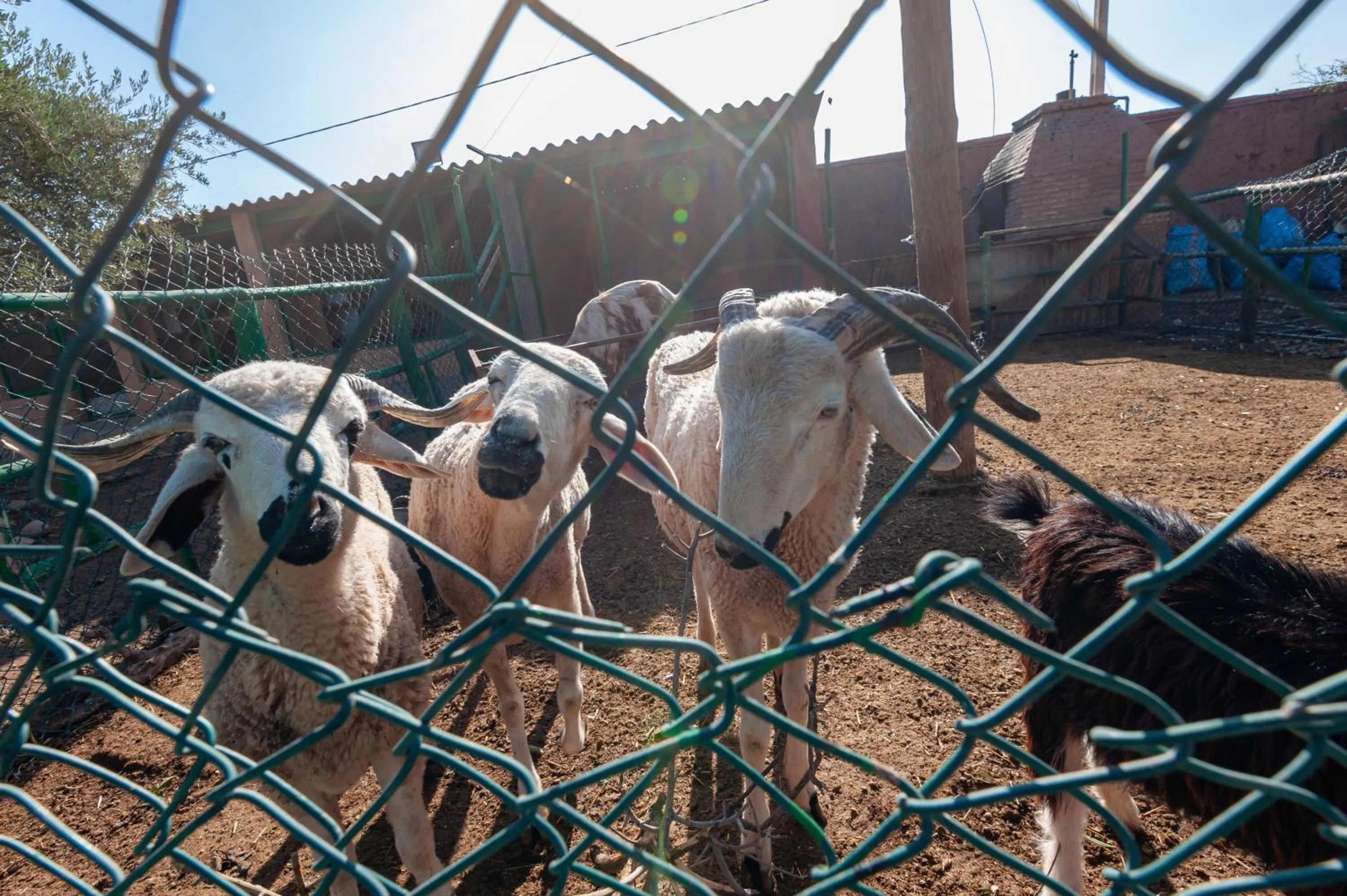 Animals in Ferme Sidi Safou & Spa