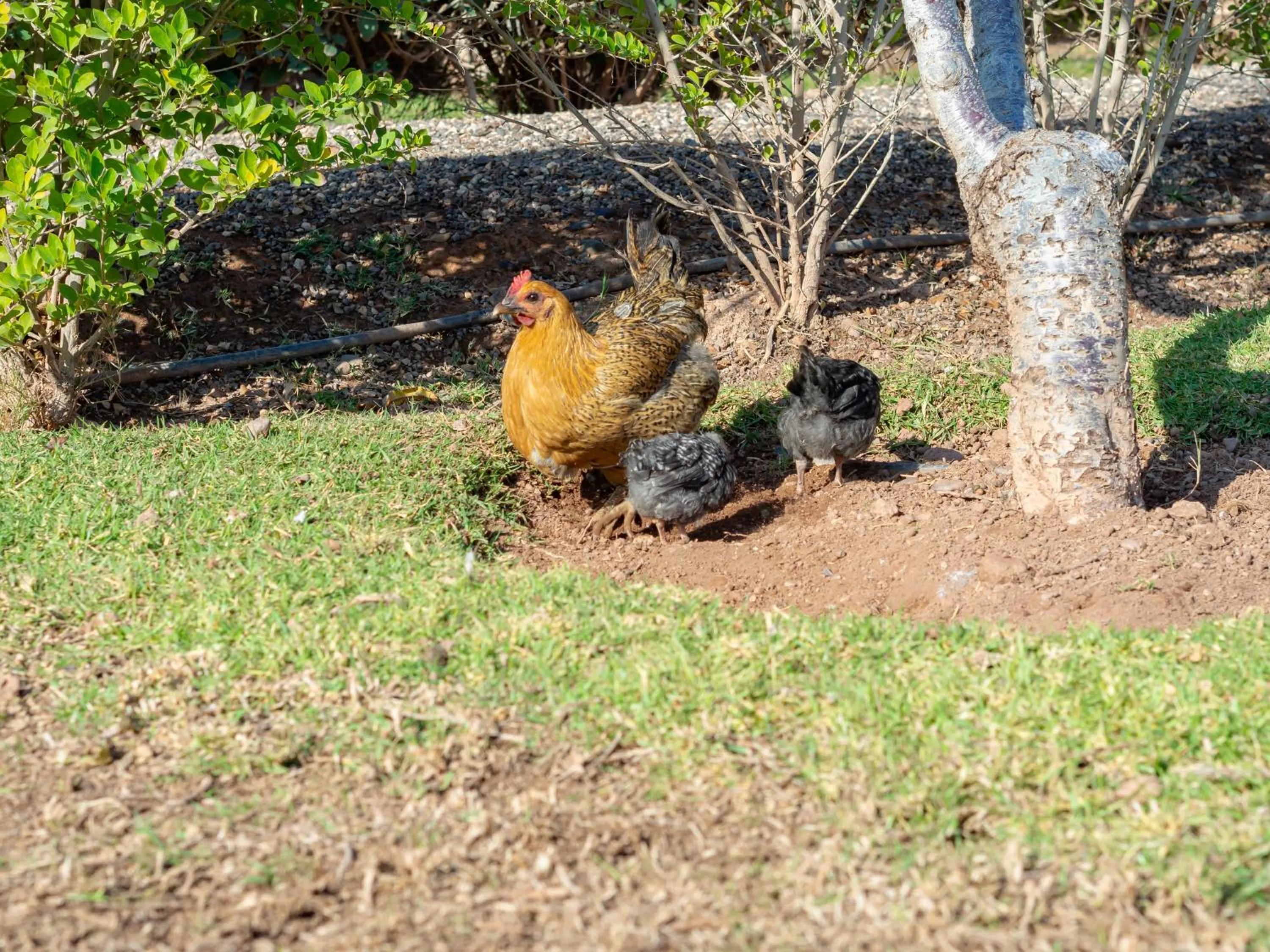Spring in Ferme Sidi Safou & Spa