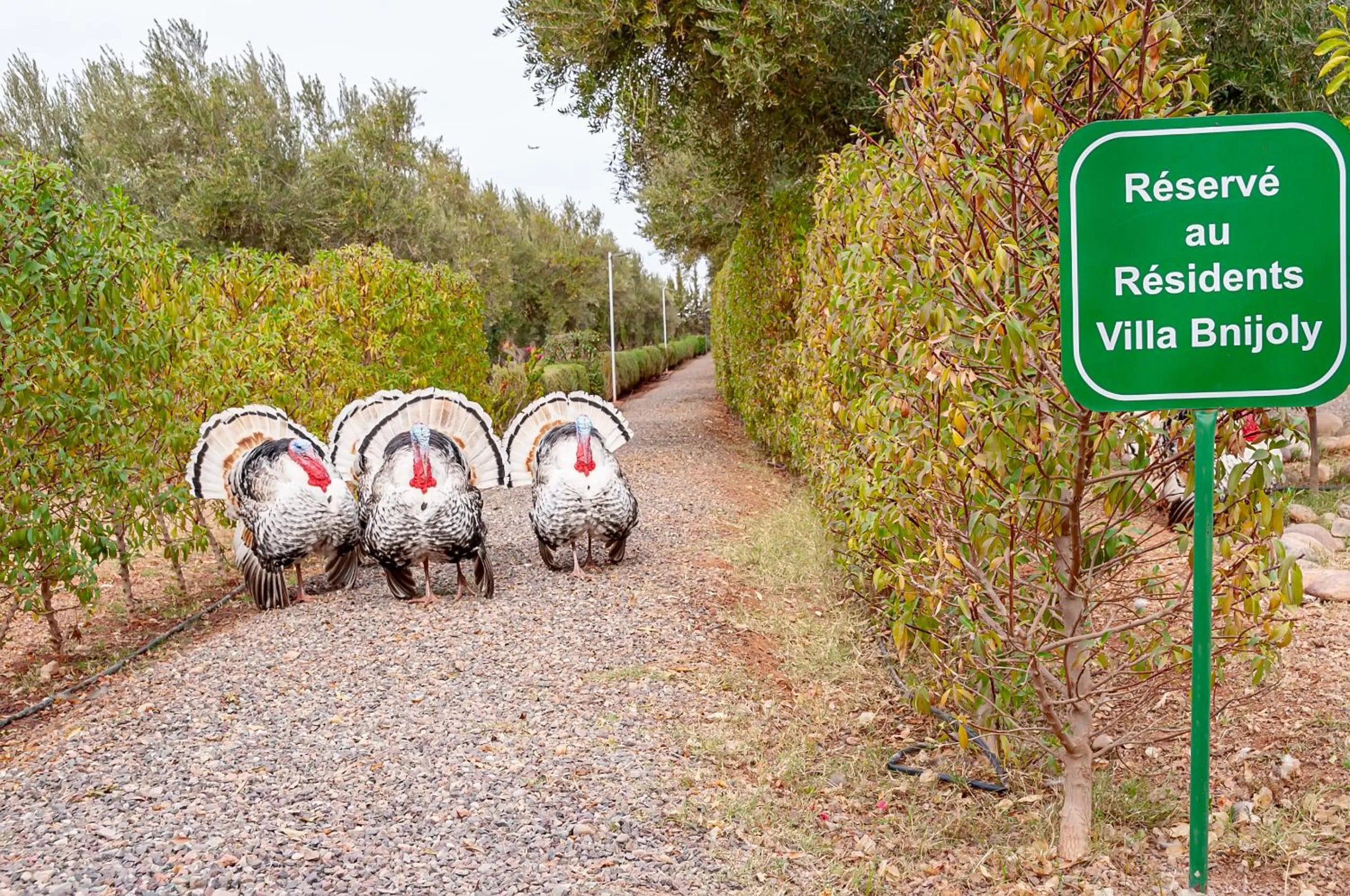 Animals in Ferme Sidi Safou & Spa