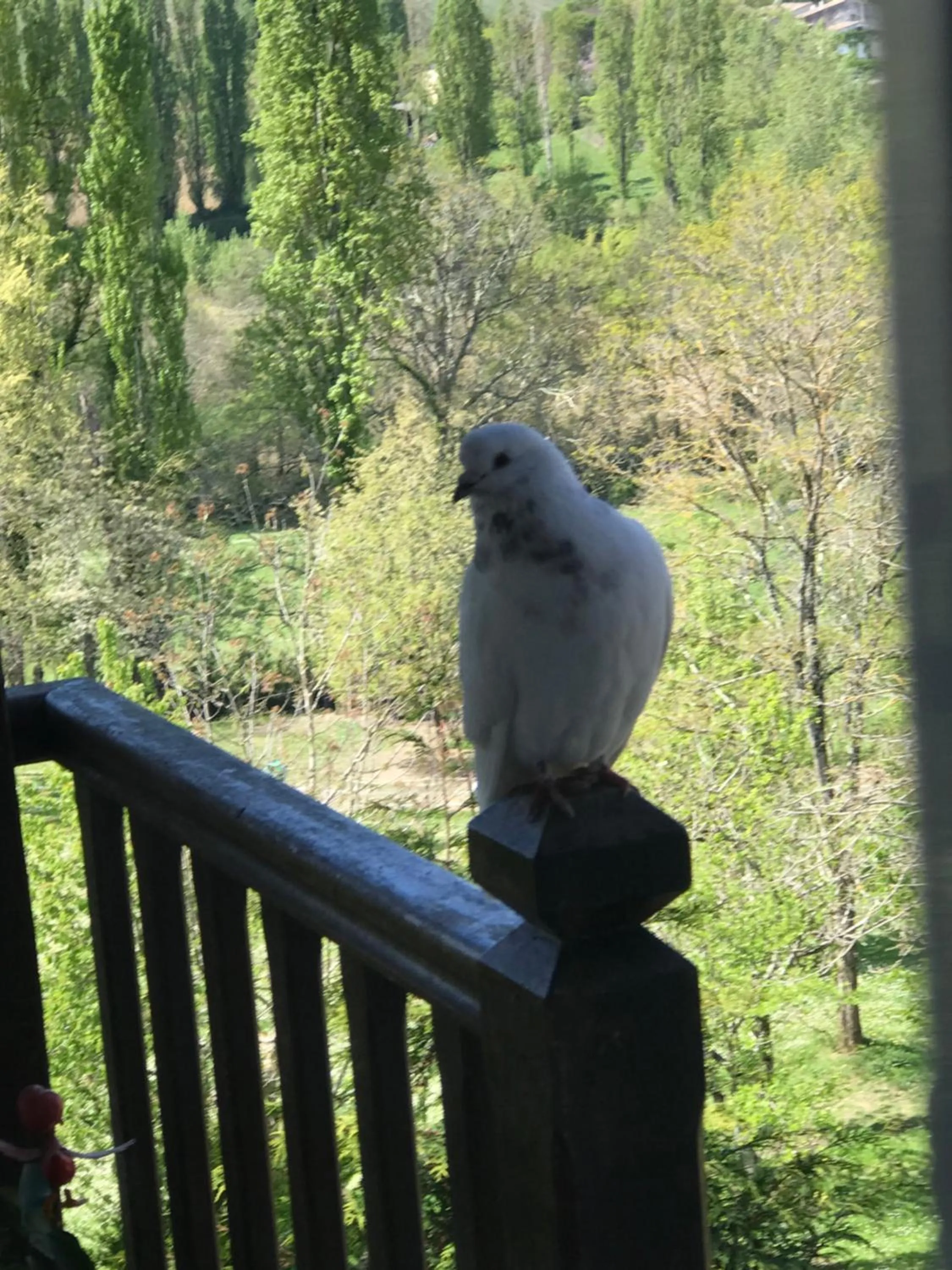 Animals in Le Peyrail