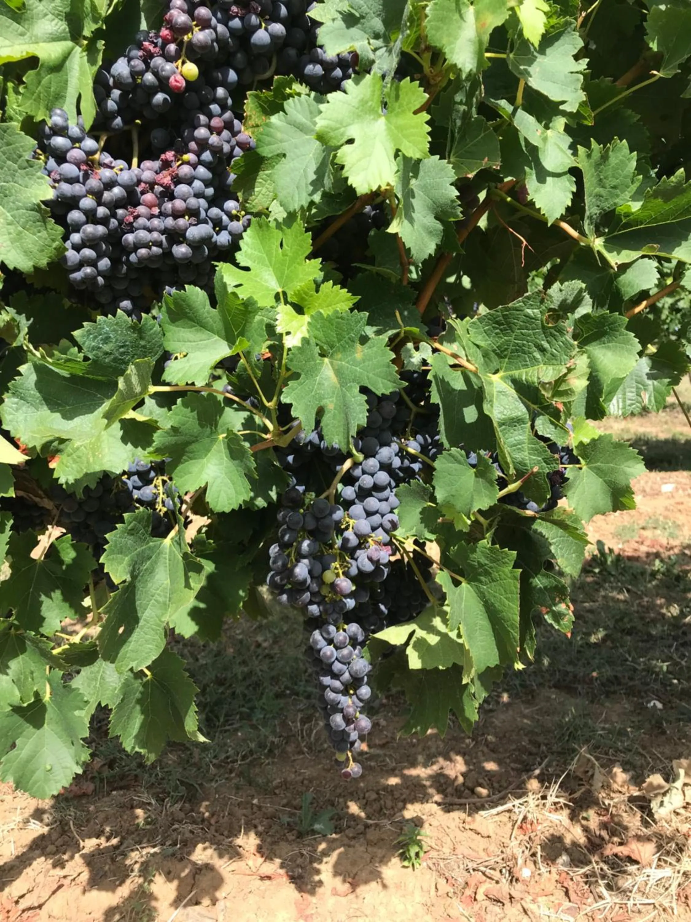 Natural landscape in Le Peyrail