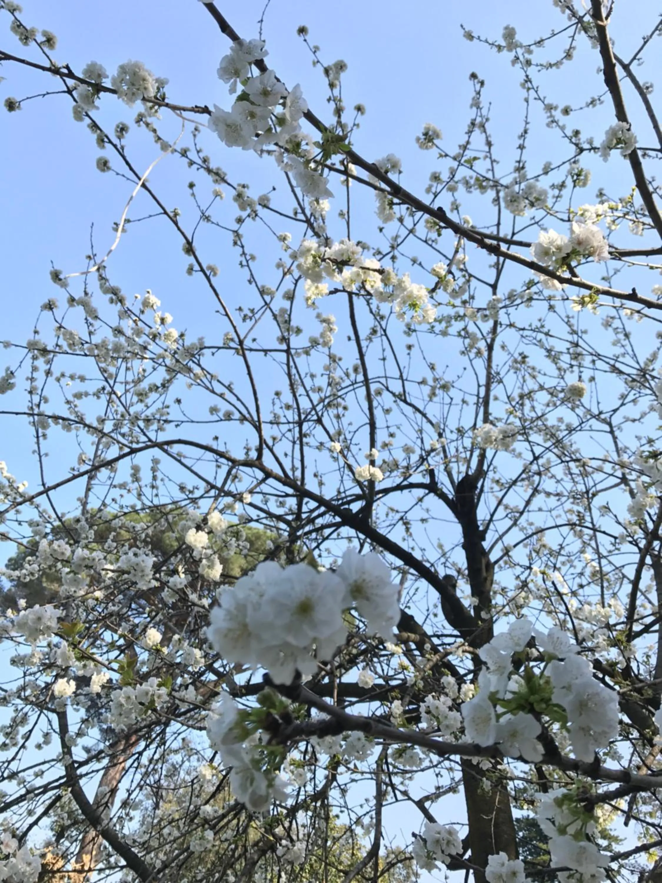 Day in Du Parc Boutique Home