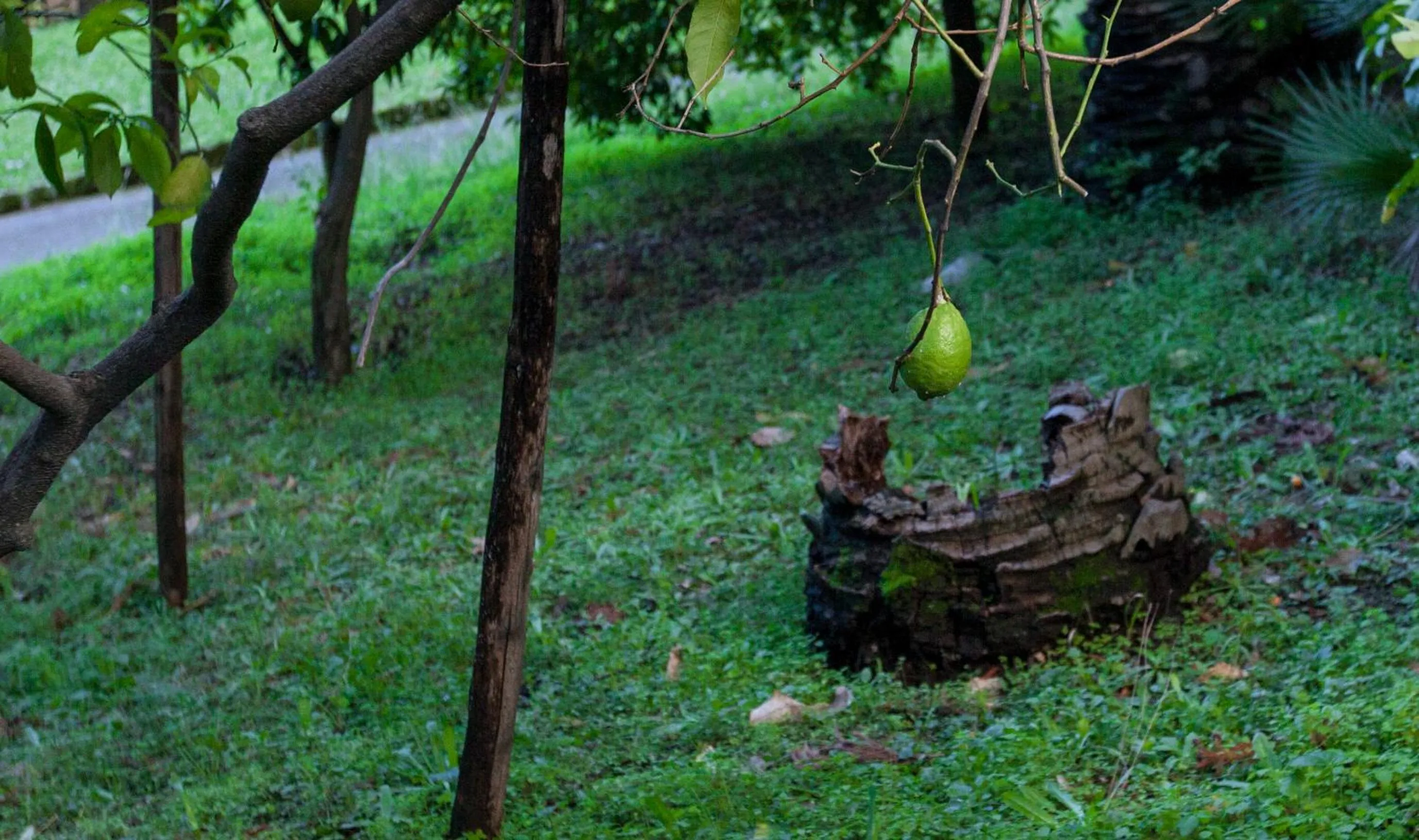 Garden in Du Parc Boutique Home