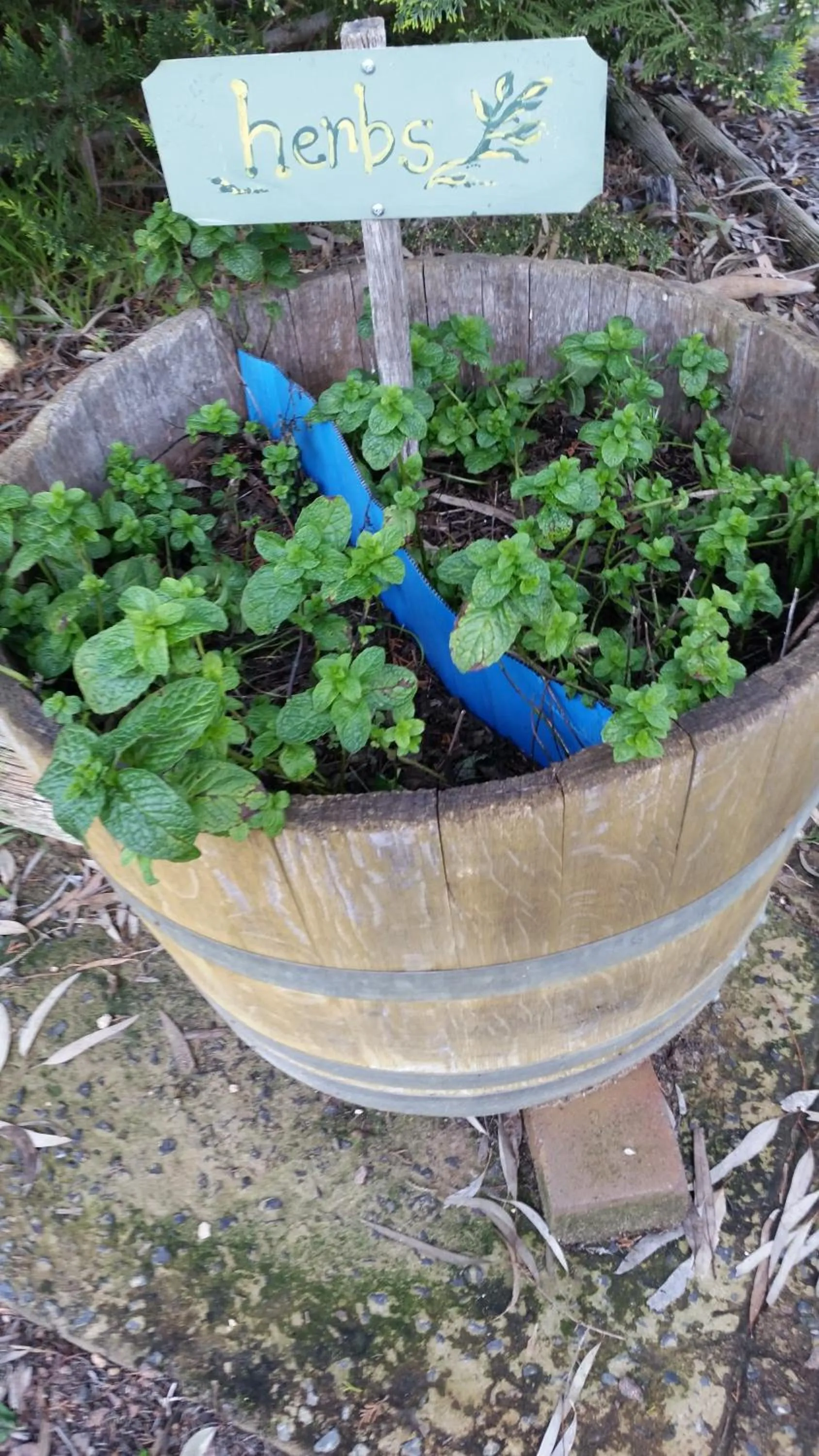 Garden in Padthaway Caravan Park