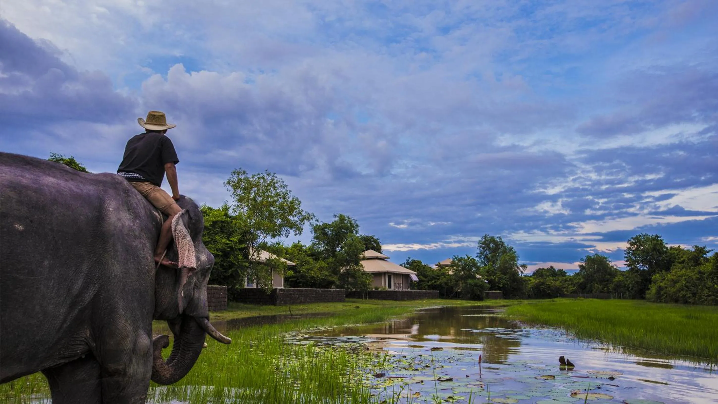 Animals in The Beige