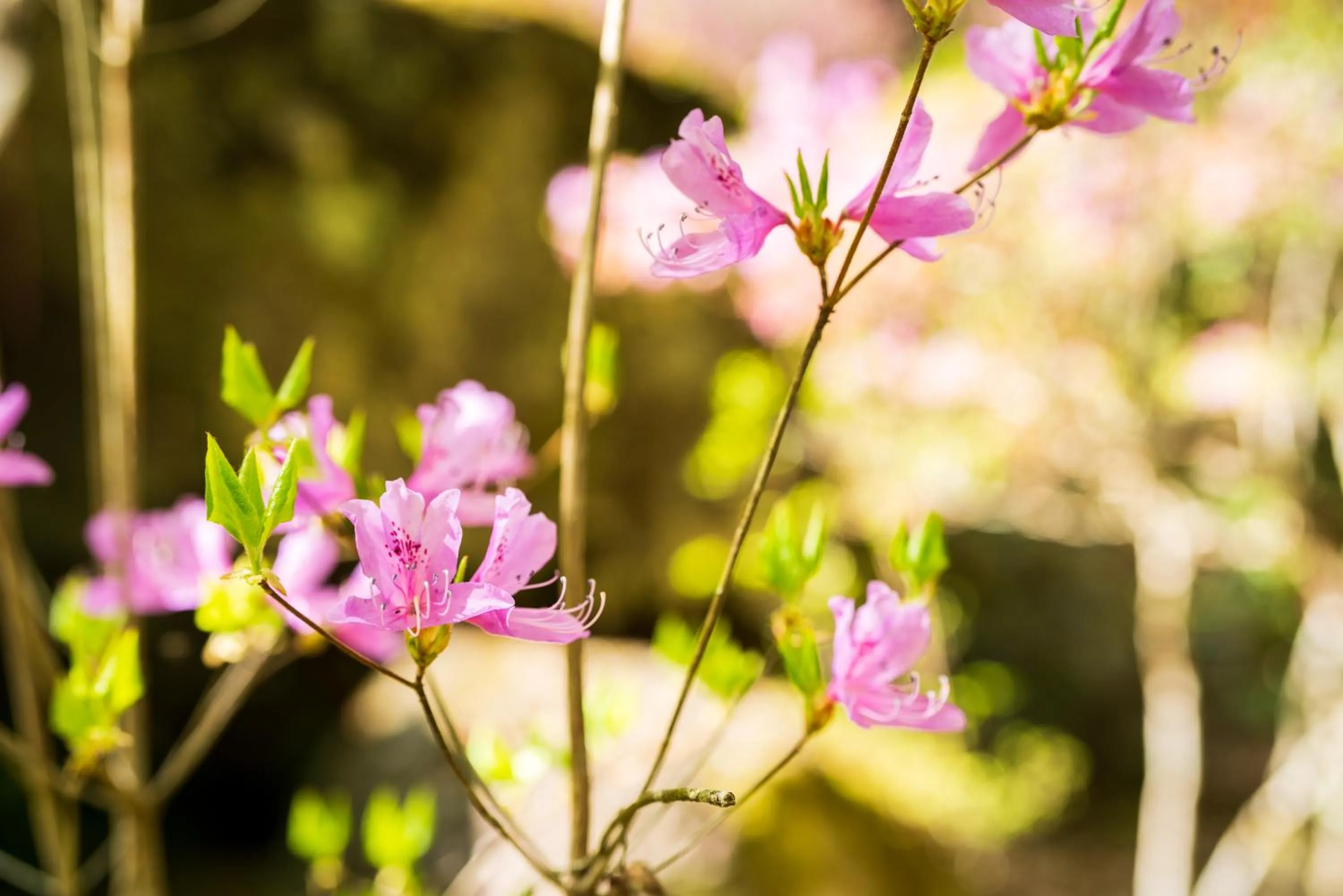 On site in Auberge Funoki