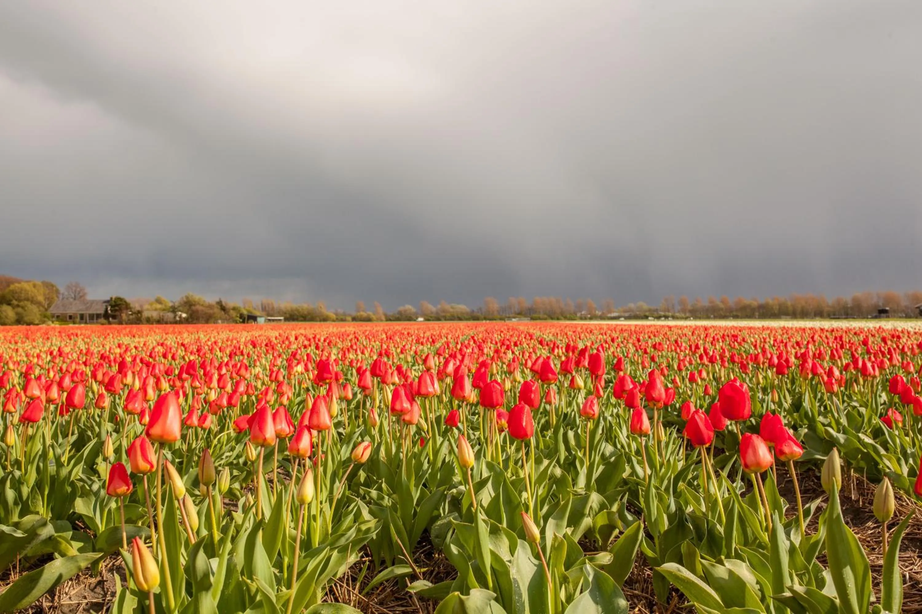 Nearby landmark in B&B 'De Bedstee'