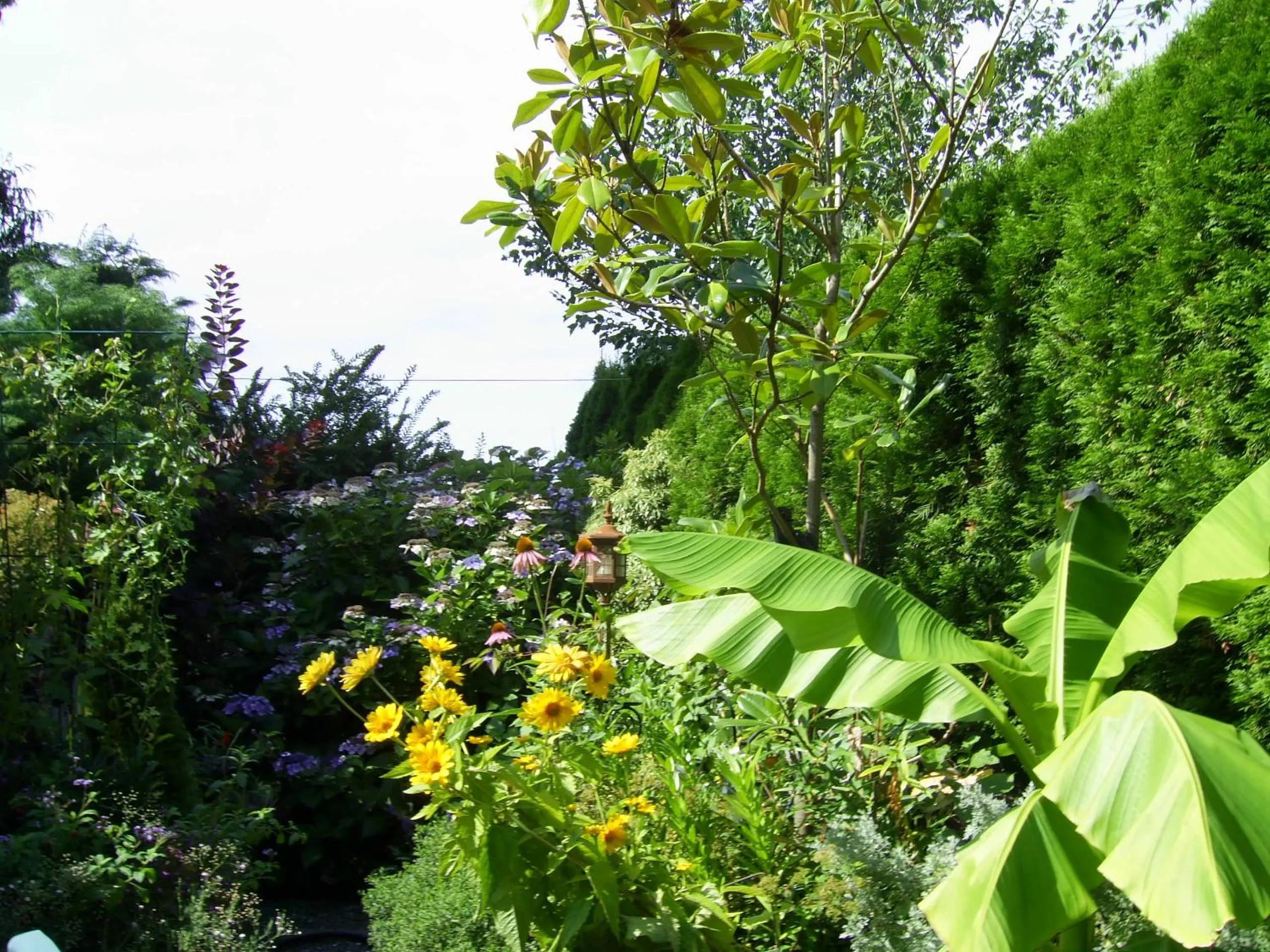 Garden in Garden House