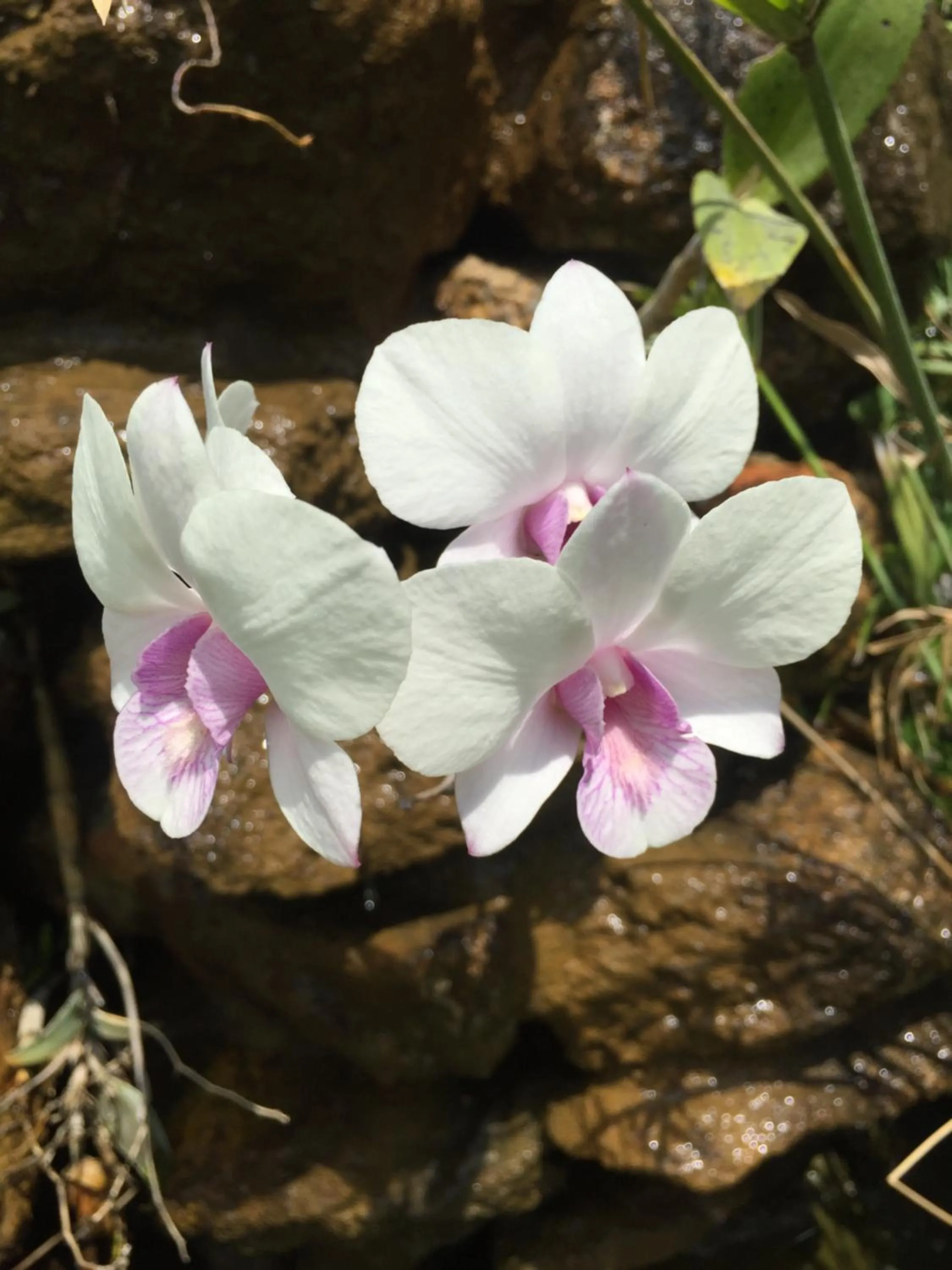 Baan Boom Boxes Eco Friendly Resort