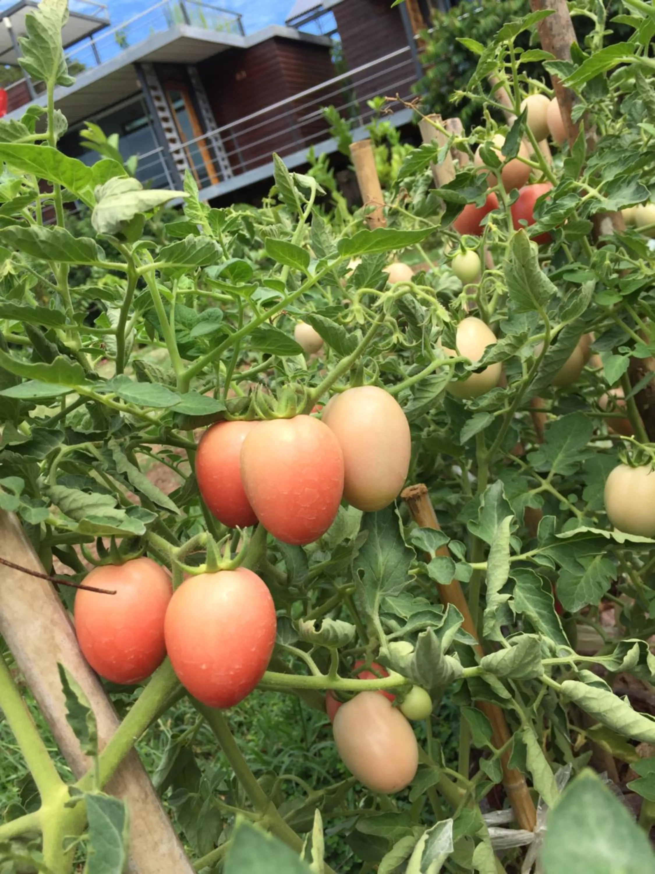 Baan Boom Boxes Eco Friendly Resort