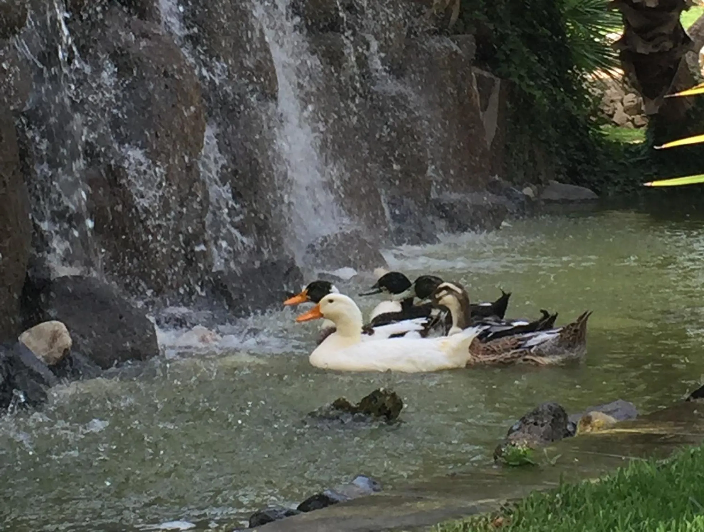 Garden in Villa Giulia - Sicilian Luxury Garden